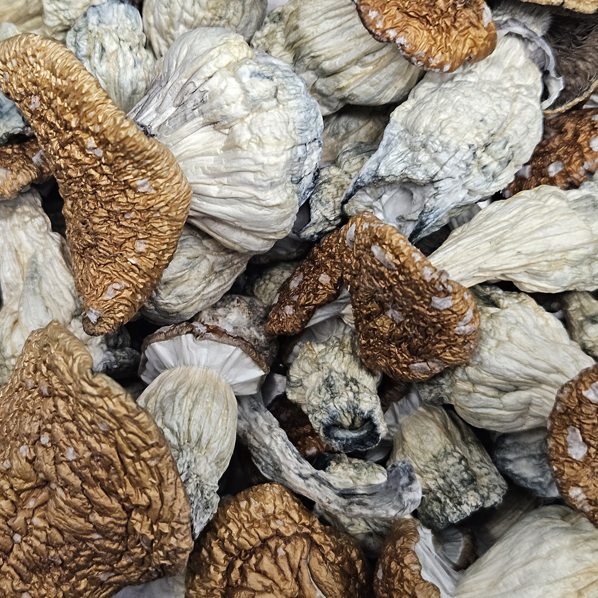 Amazonian Vegan Raw Classic Dark Cacao Bar MF Shrooms Ann Arbor Mushrooms