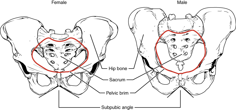Differences between male and female pelvis.