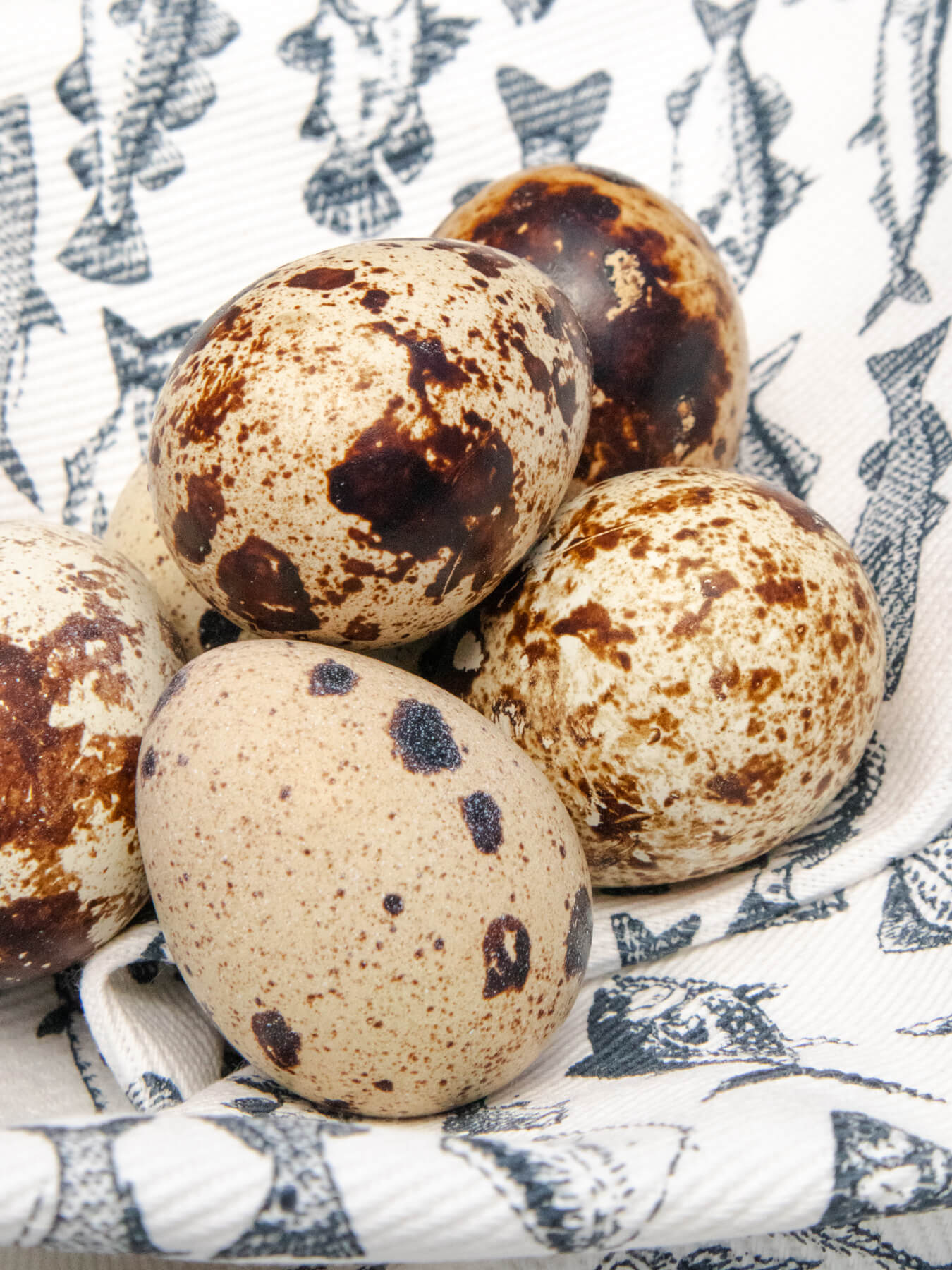 Mutilple Quail Eggs sitting in fish patterned towel