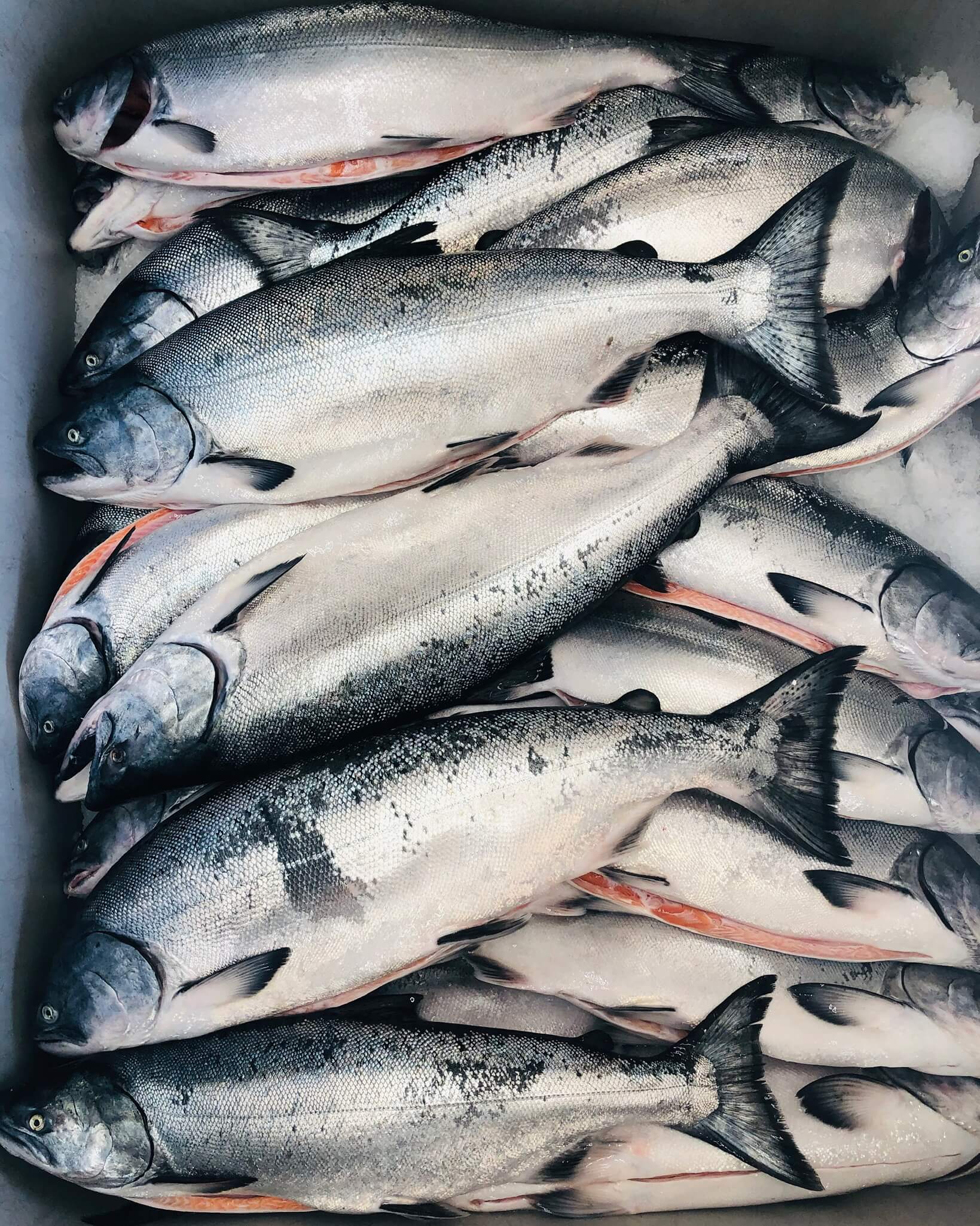 Whole King Salmons