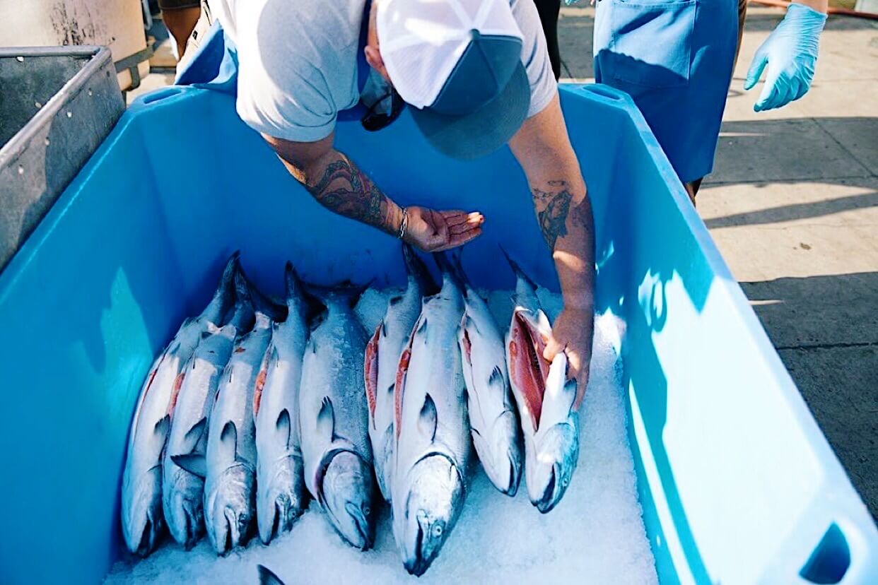 Whole king salmon in blue bin on ice