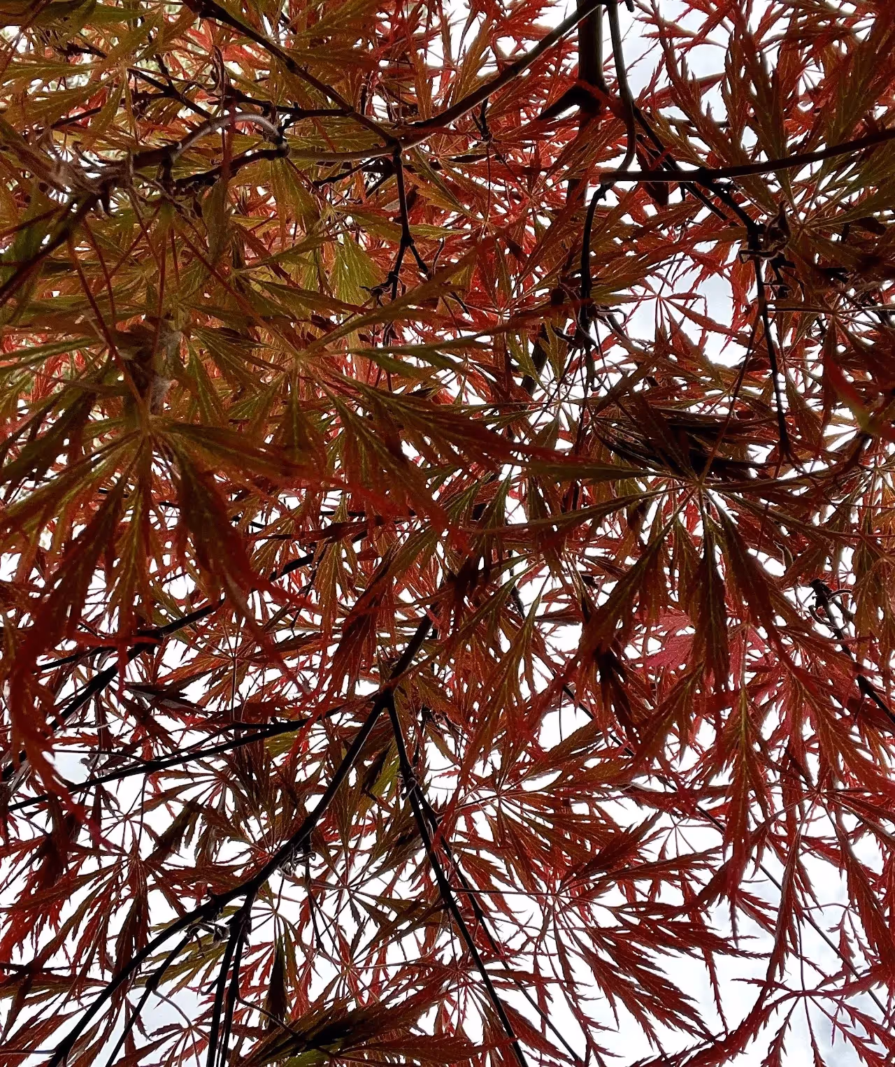 Through Leaves