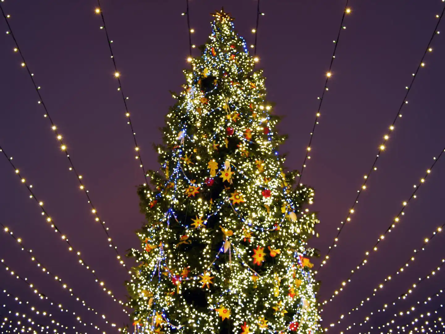 A large outdoor Christmas tree lit up at night with white and blue lights and star ornaments, surrounded by strings of lights.