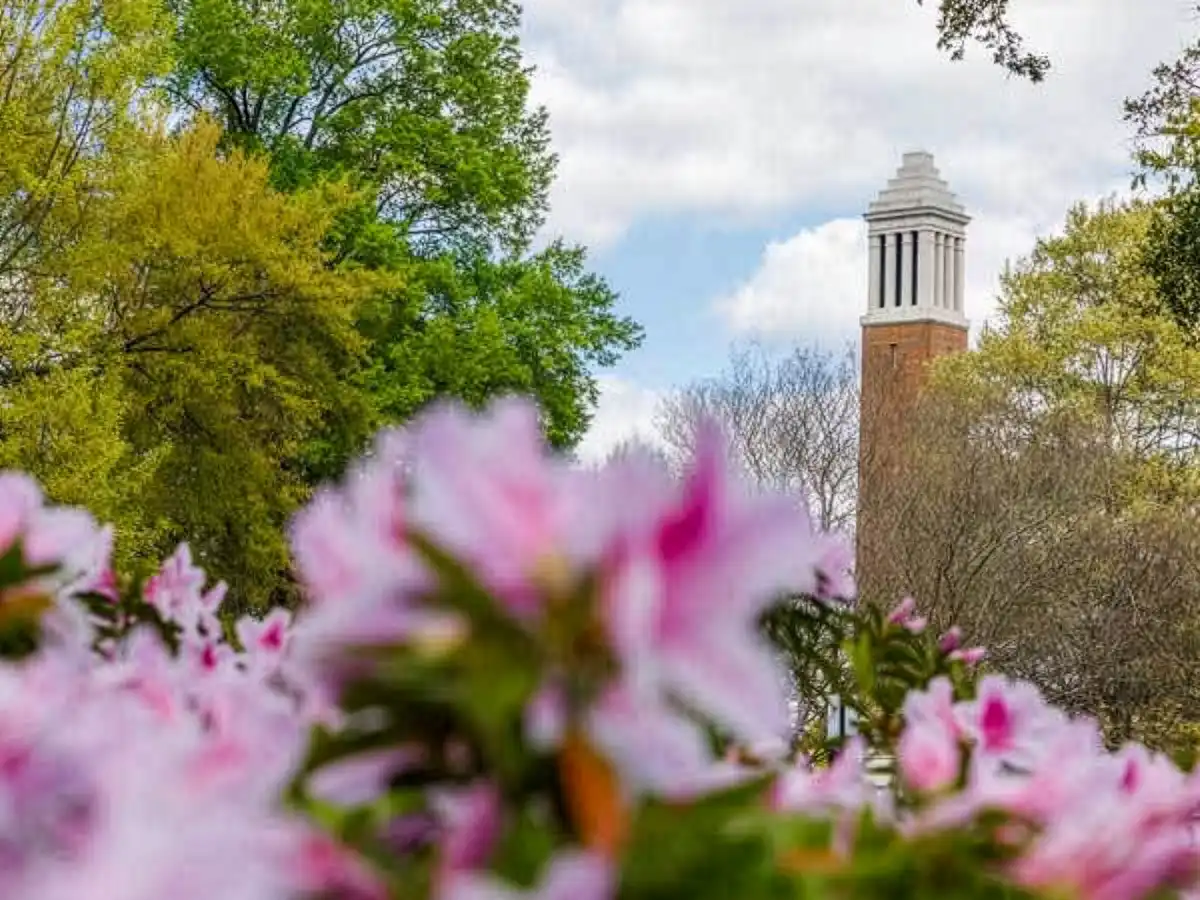 A view of Denny Chimes, the iconic brick clock tower on the University of Alabama campus, framed by blooming pink flowers in the foreground and lush green trees under a cloudy blue sky.
