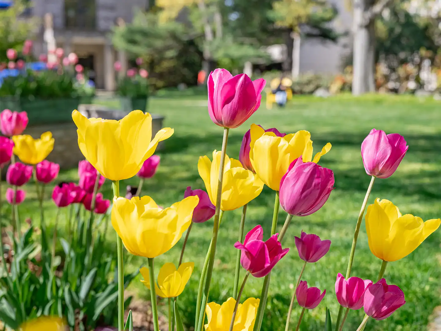 Vibrant yellow and pink tulips blooming in sharp focus on a sunny campus lawn, with blurred university buildings and green trees in the background.