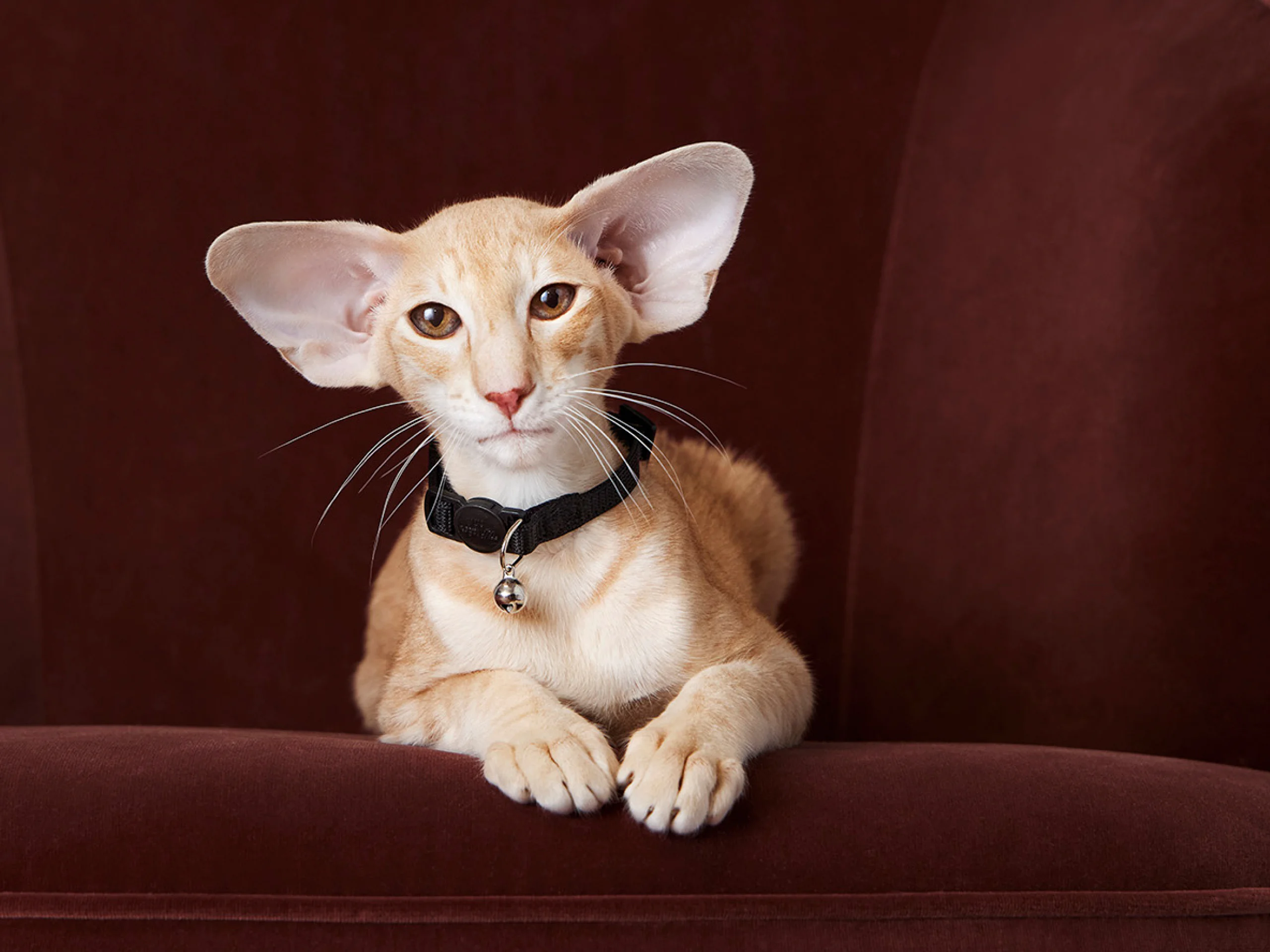 A cute cat with big ears sitting on a comfortable looking chair.