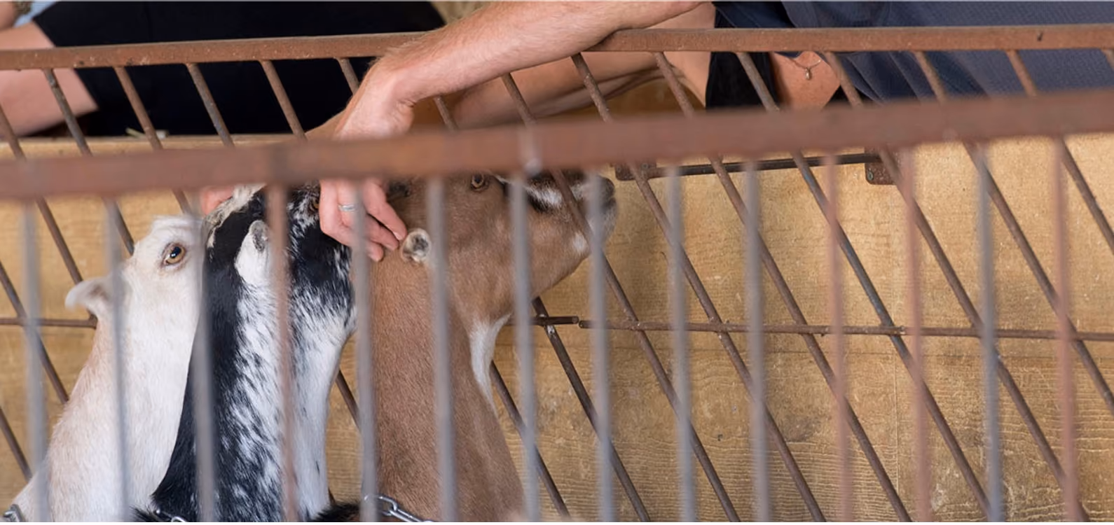 Webinar: Agritourism panel, led by Vivien Straus (Cheese Trail founder)