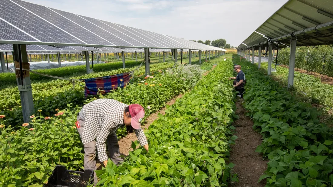 How a ‘farmer-first’ approach could lead to more successful agrivoltaics projects