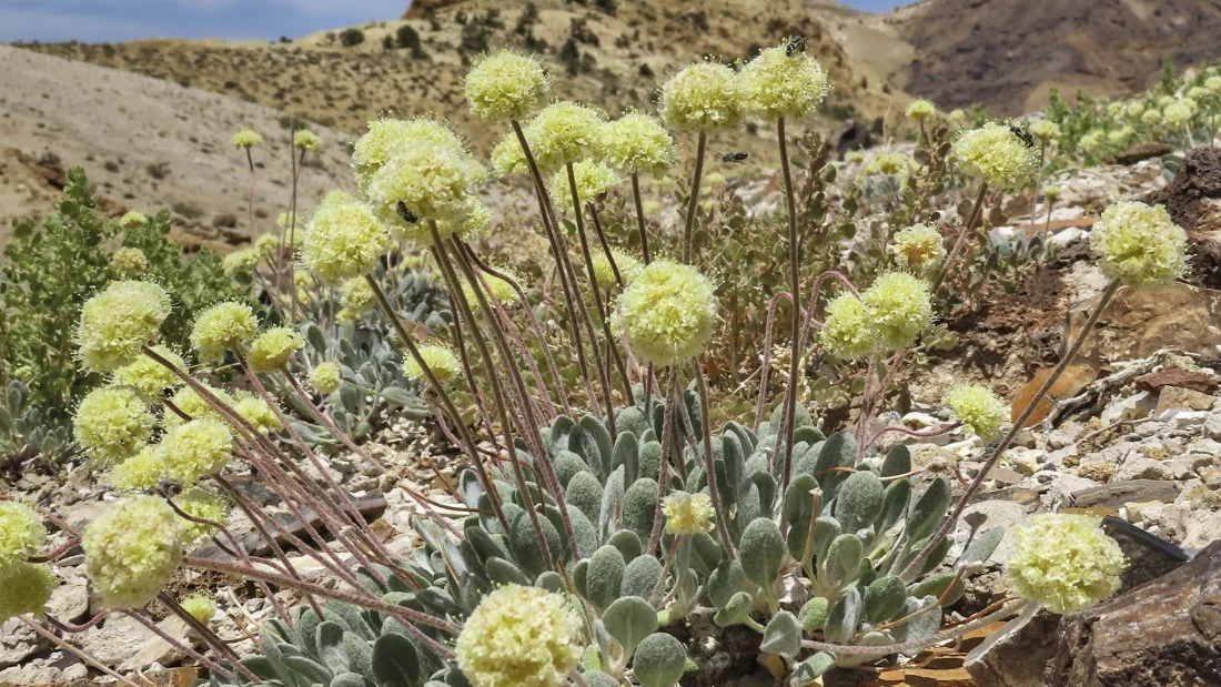 Feds: Nevada lithium mine won’t wipe out rare wildflower