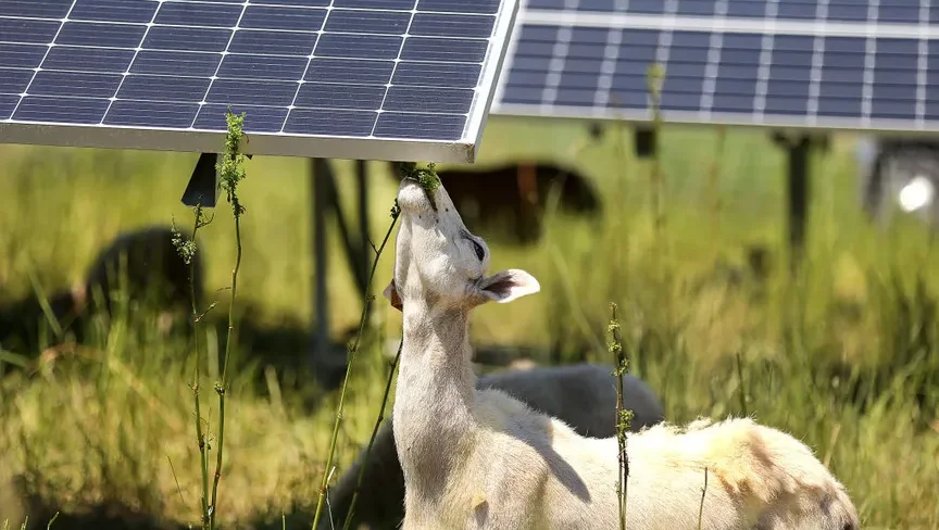 What an Ohio agrivoltaics project says about rural solar stereotypes