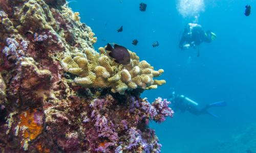 Two divers swim near colorful coral reefs.