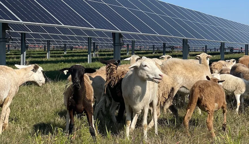 Illinois farmers find that sheep and solar arrays go well together