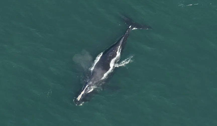 Admin claims ‘wind mills’ kill whales but quietly torpedoes the science