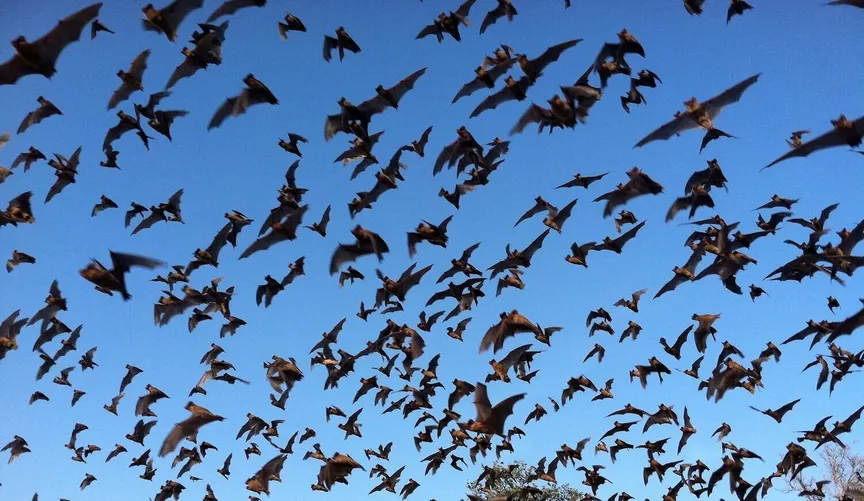 Do offshore wind farms kill bats? Trump cut research into the question.