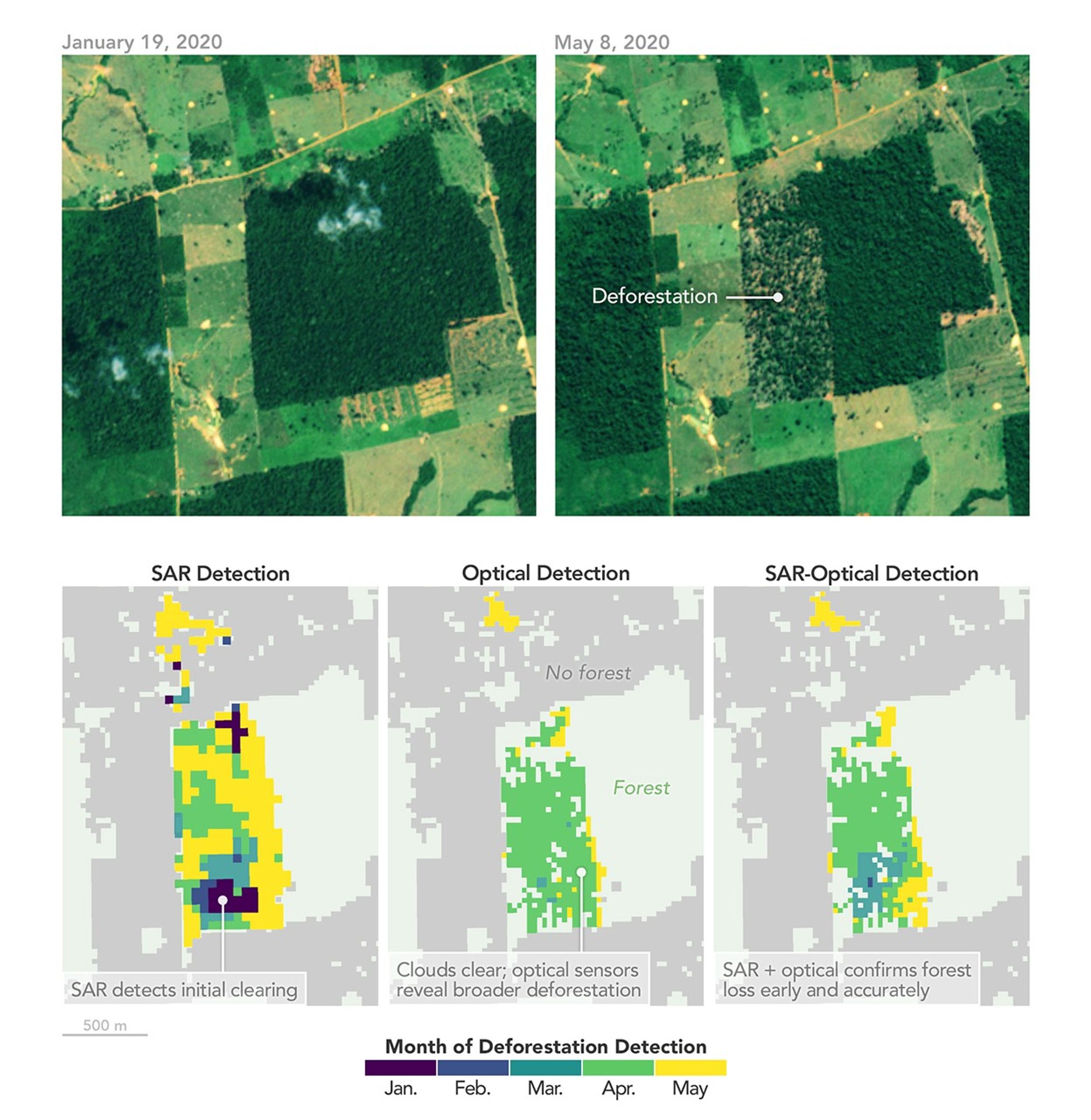Figure showing before-and-after 2020 deforestation and three maps comparing detection timing using SAR, optical, and combined data.