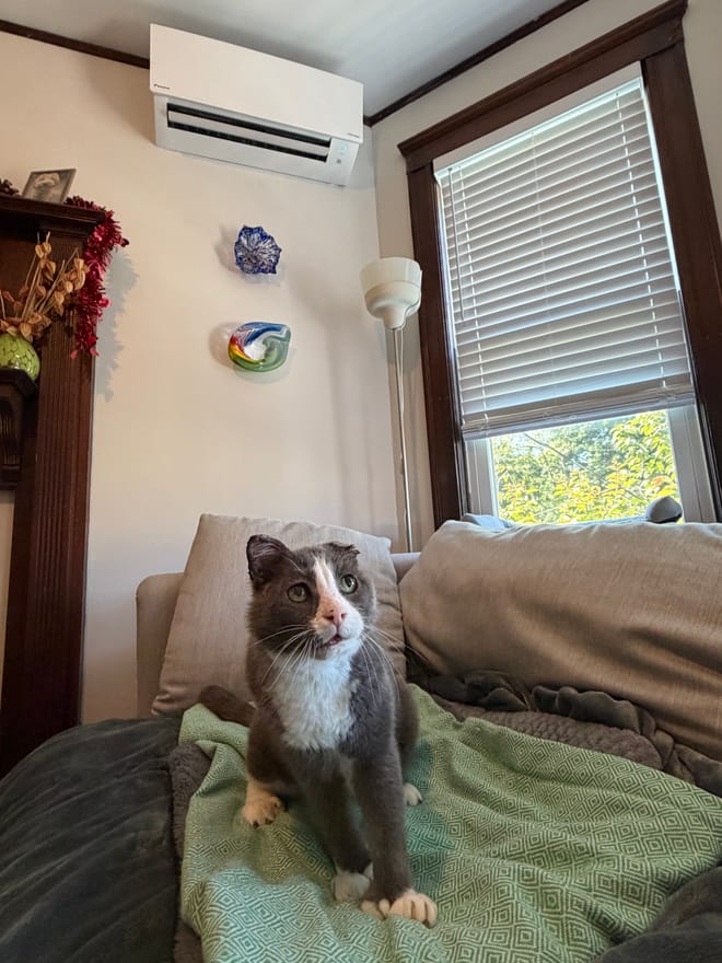 Gray and white cat on a green blanket on a couch; heat pump above, window to the right