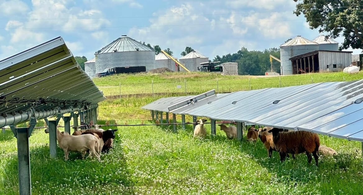Sheep graze beneath solar panels