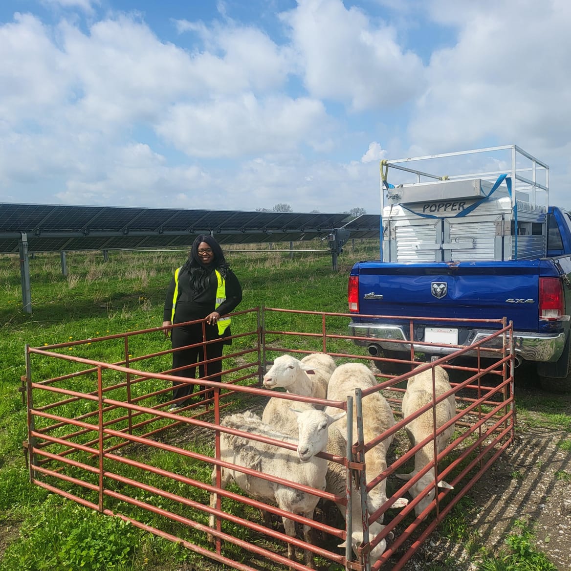 A woman wearing black with green safety vests looks at a pen of sheep next a solar array and a blue truck