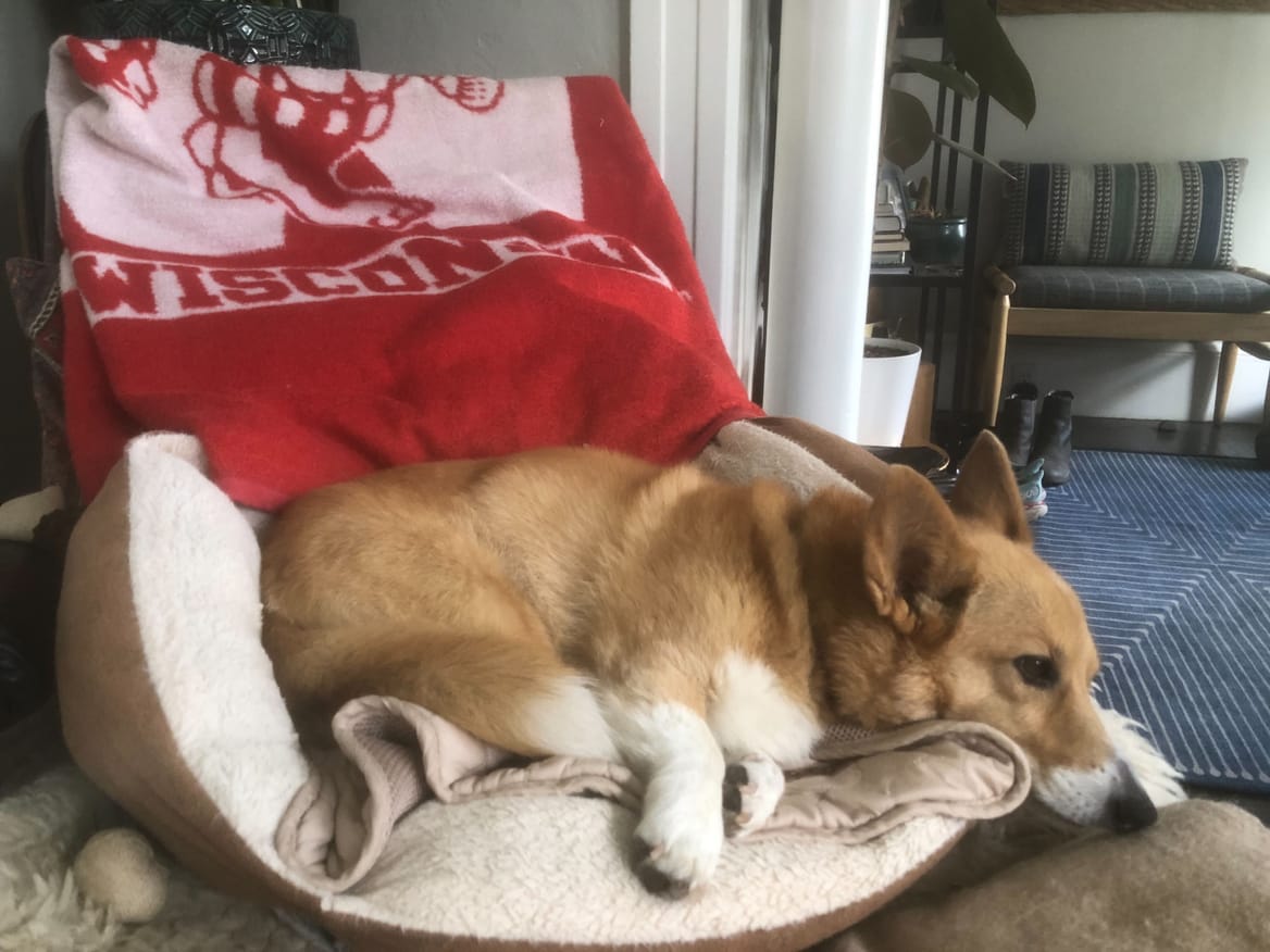 Corgi on a blanket that says Wisconsin