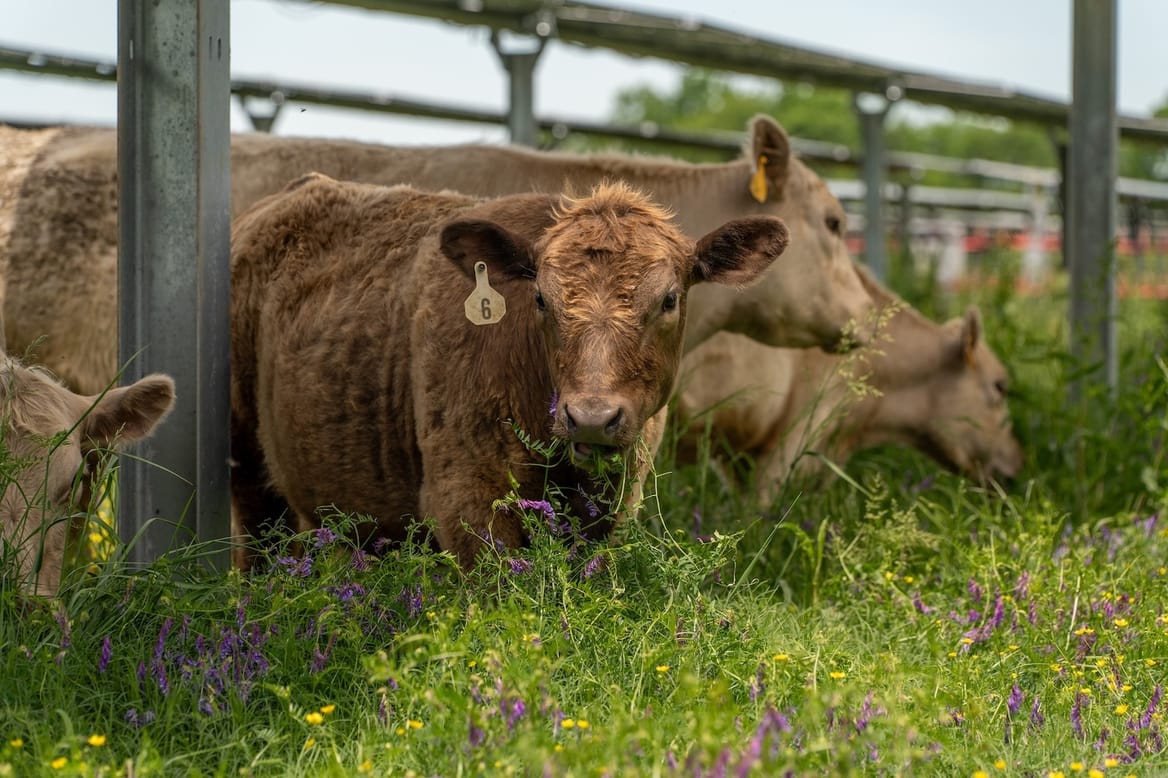 Cattle sit in the grass under a row of solar panels