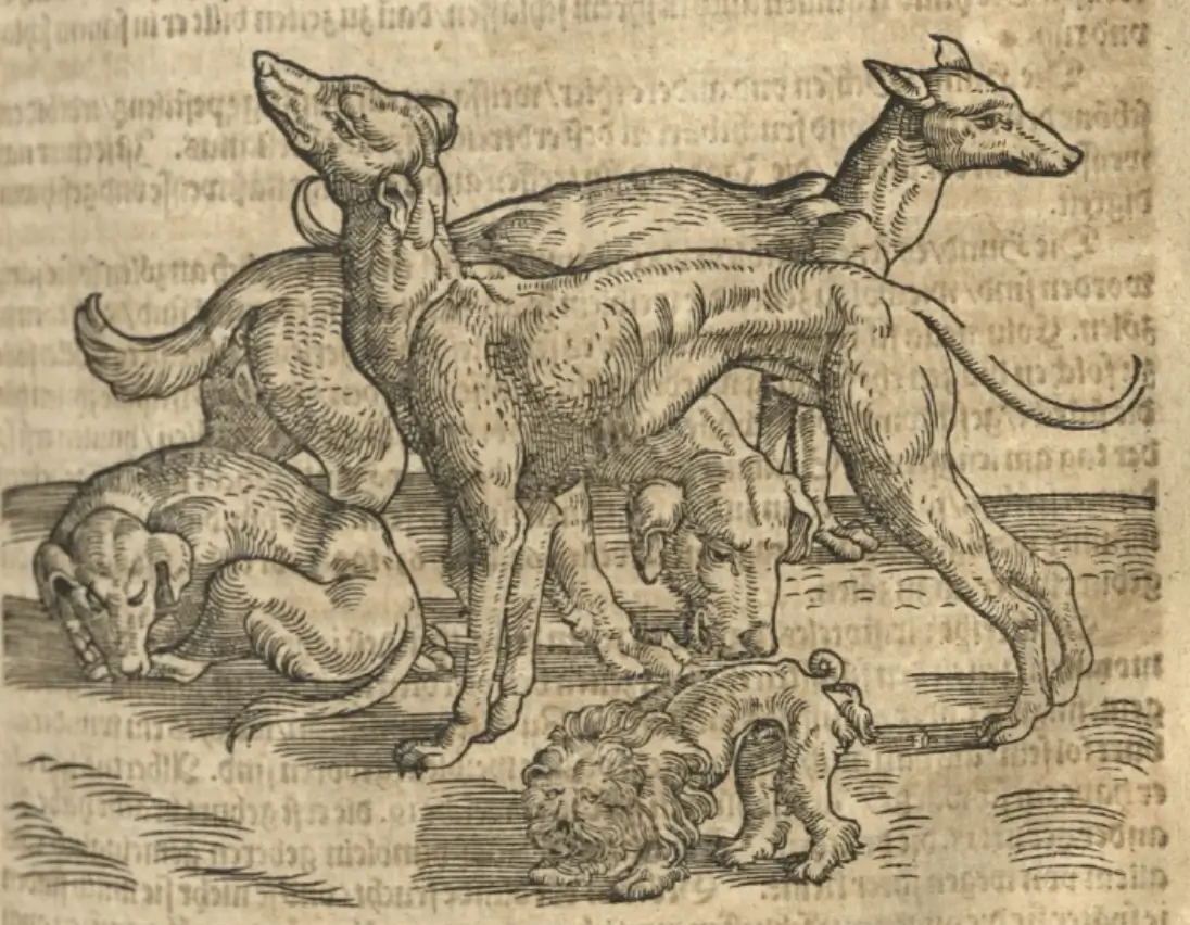 Dog Breeds – You can tell that the artist had seen his subjects in person