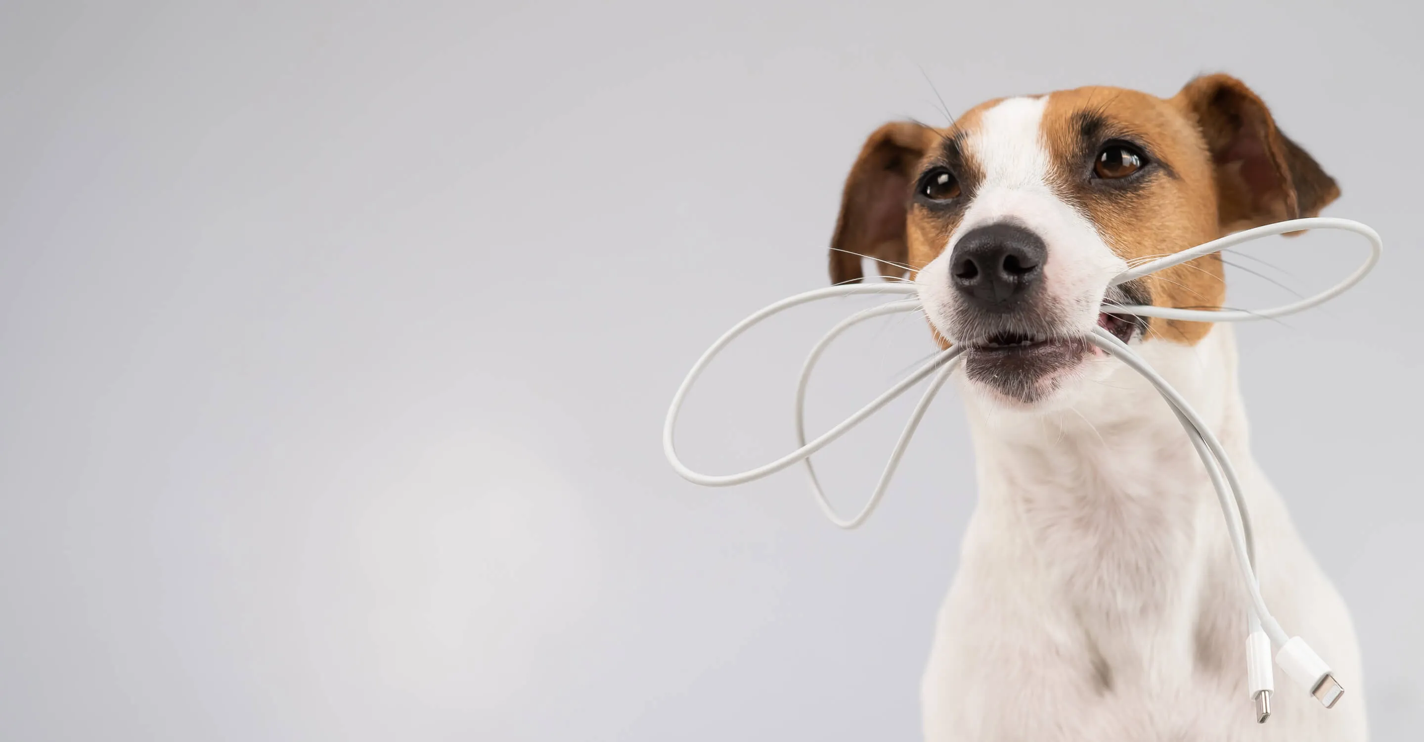A cute puppy with a computer cord in its mouth.
