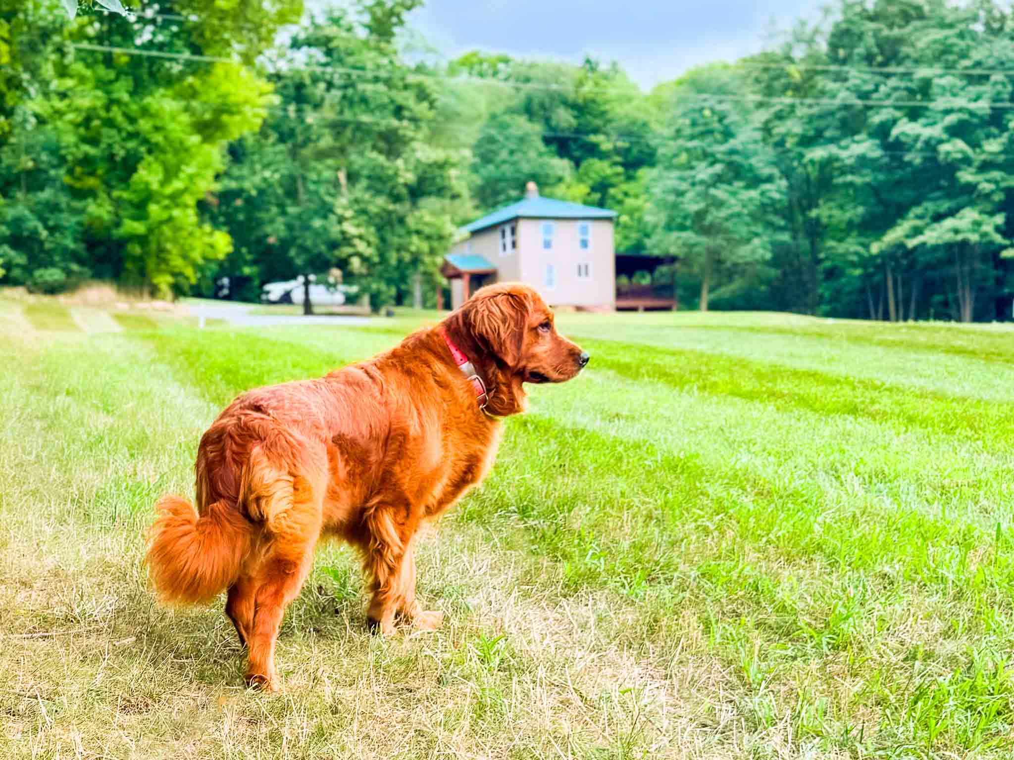 Sequoia, a dark red American Golden Retriever, standing in a mowed field