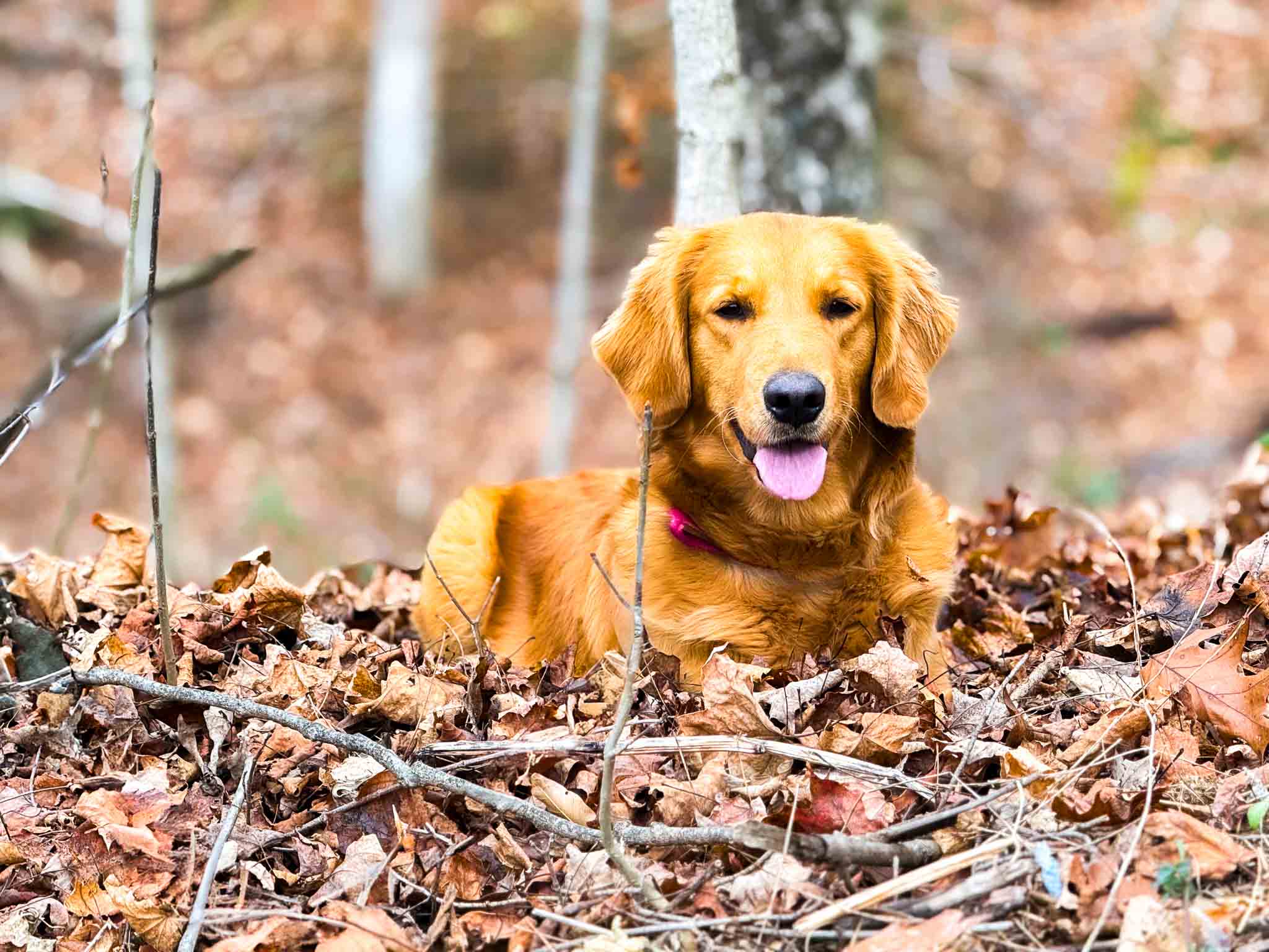 Annette, American Golden Retriever