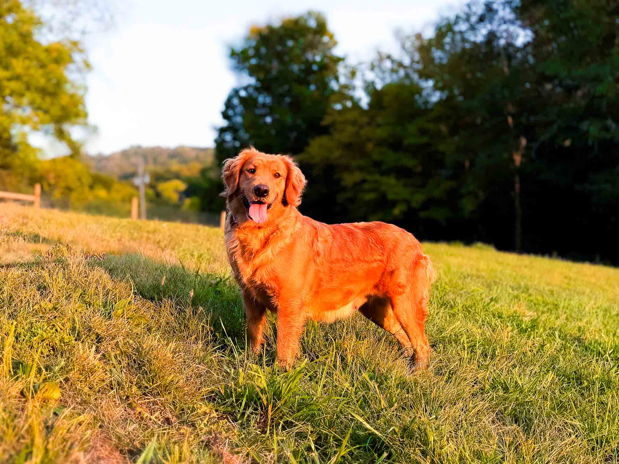 Ashley, Dark Red American Golden Retriever