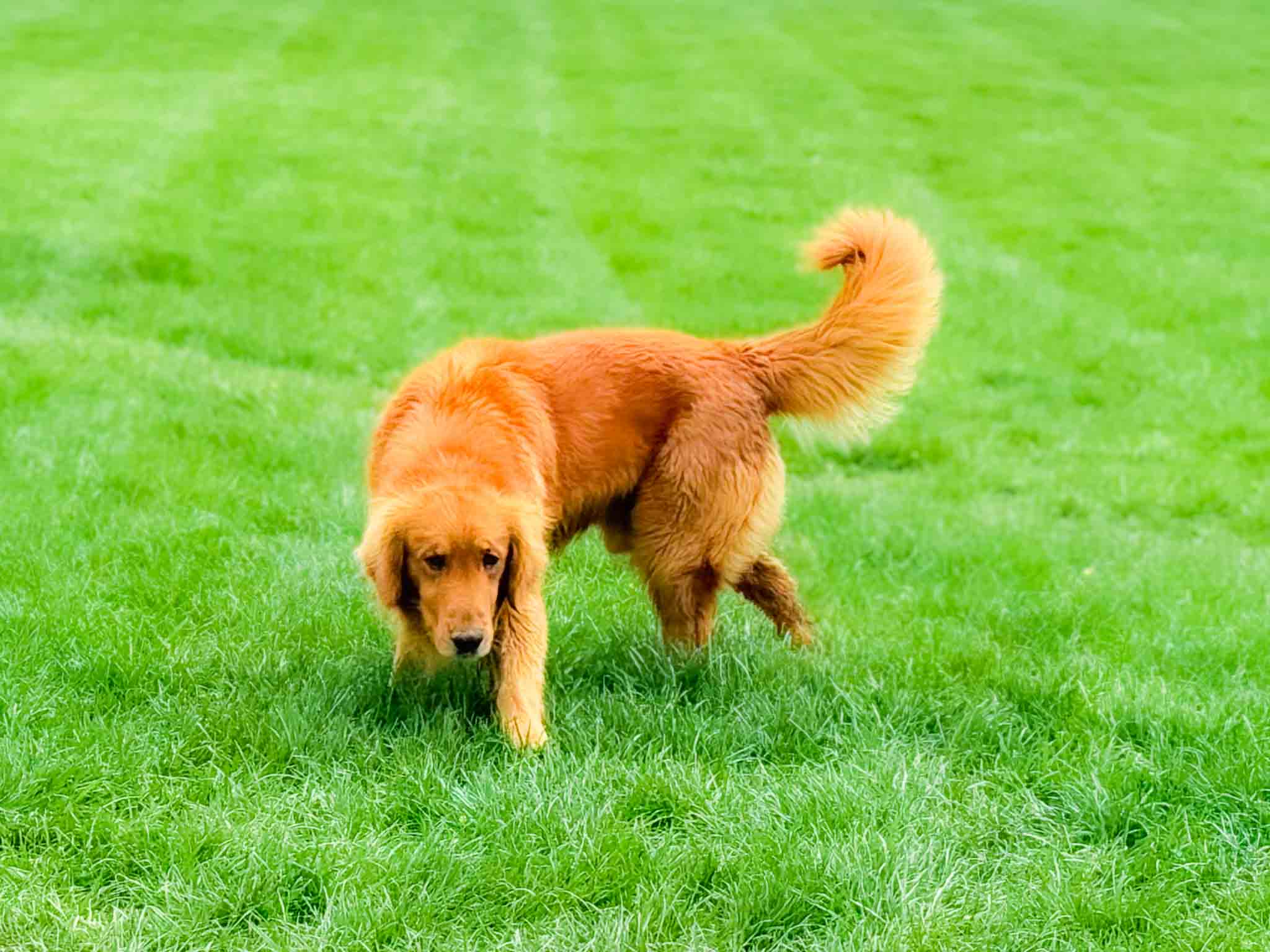 Billy, Dark Red American Golden Retriever
