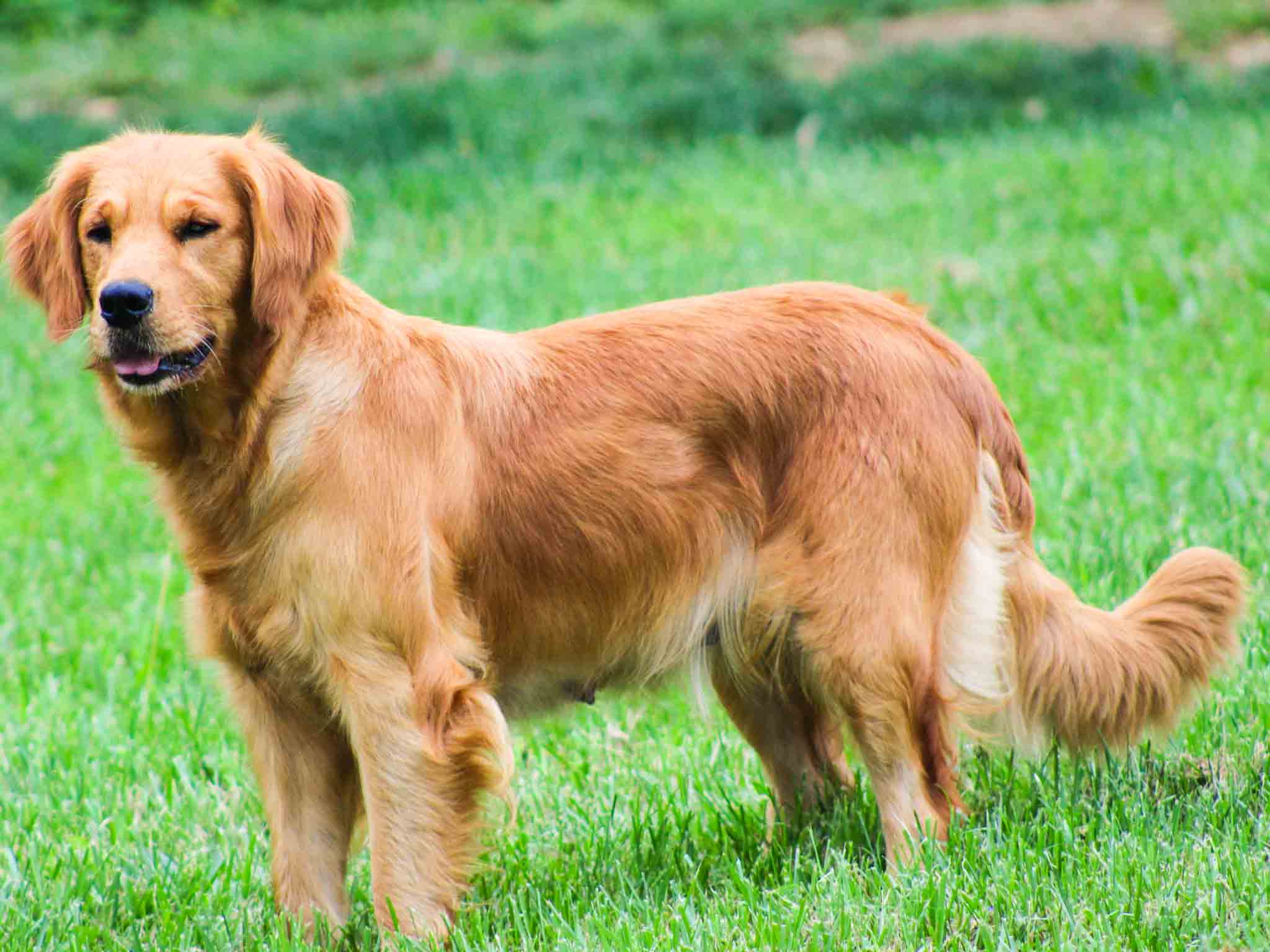 Carla, American Golden Retriever