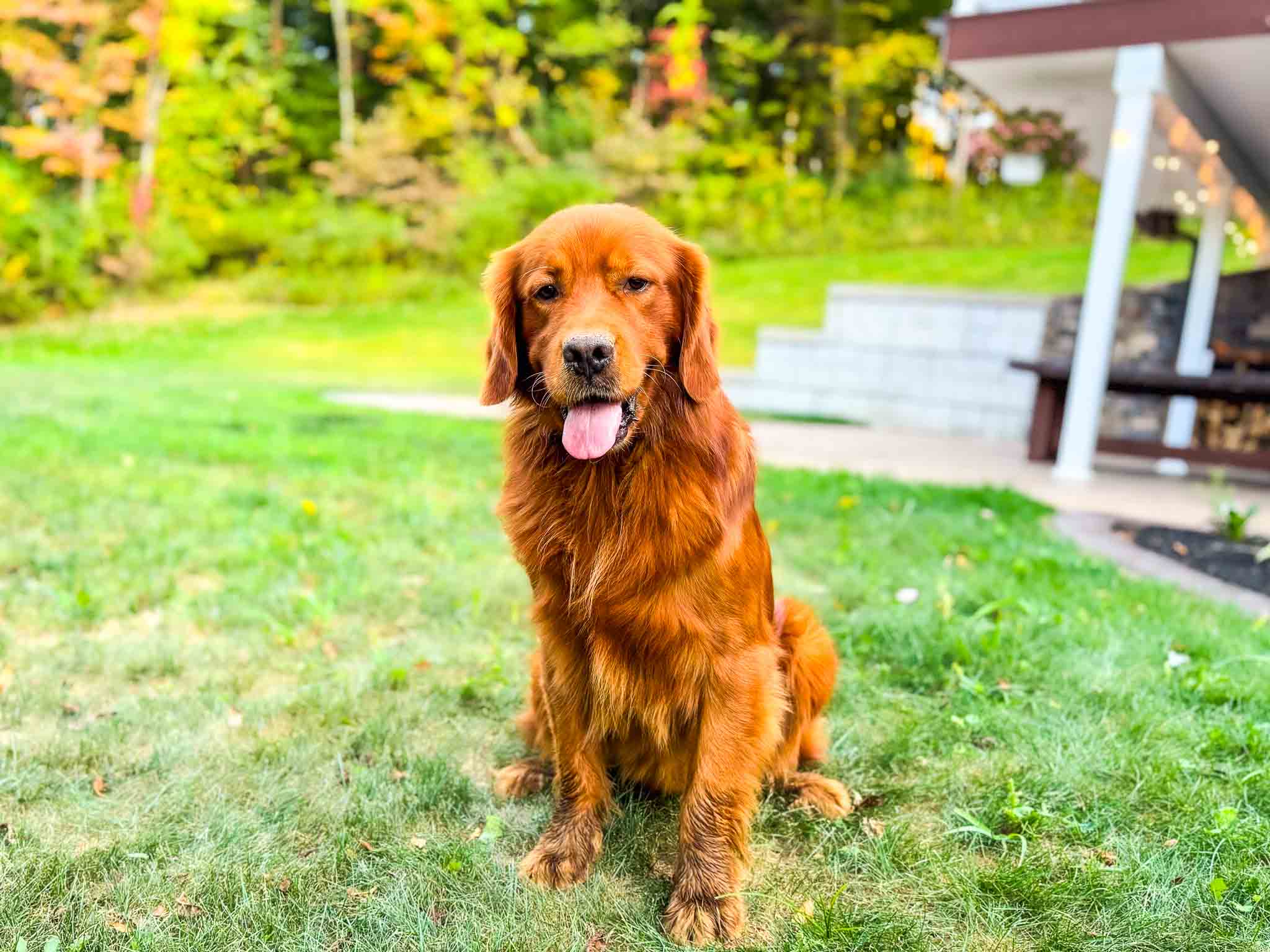 Charlie, Dark Red American Golden Retriever