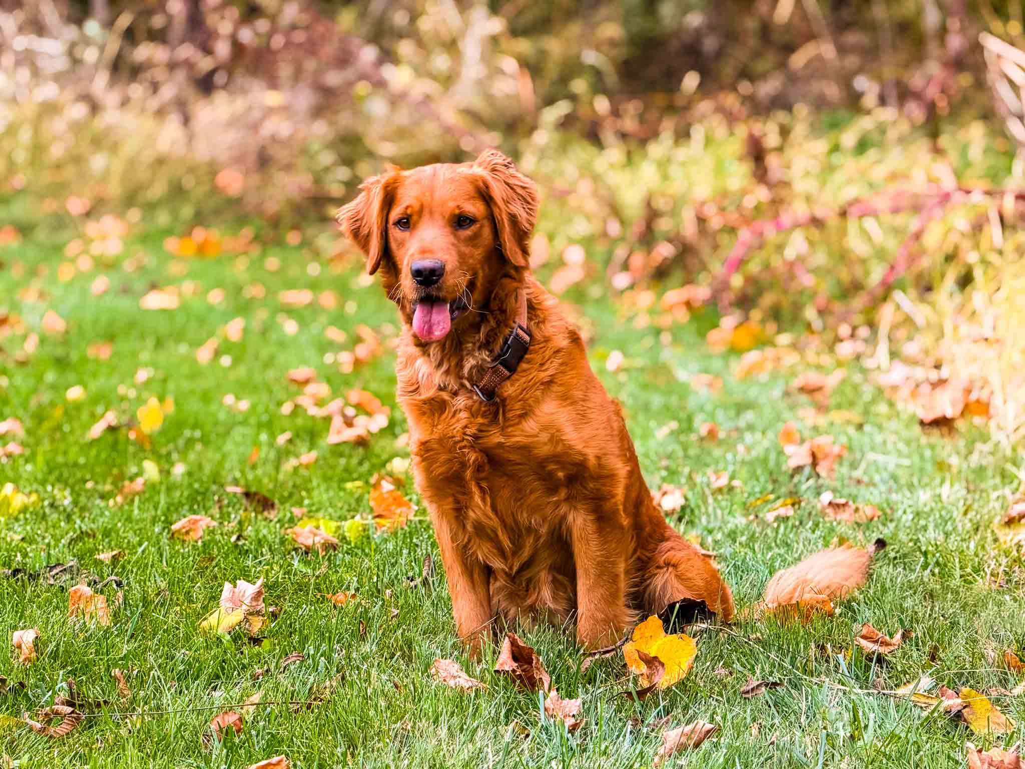 Charlie, Dark Red American Field Golden Retriever