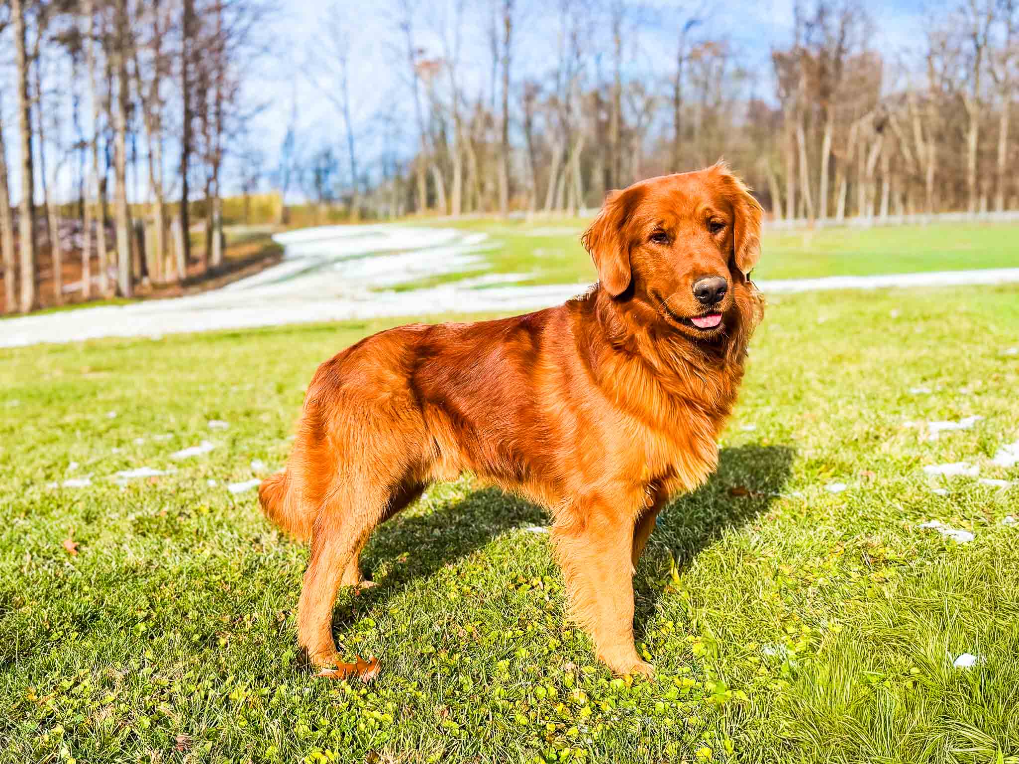 Chief, Dark Red American Golden Retriever