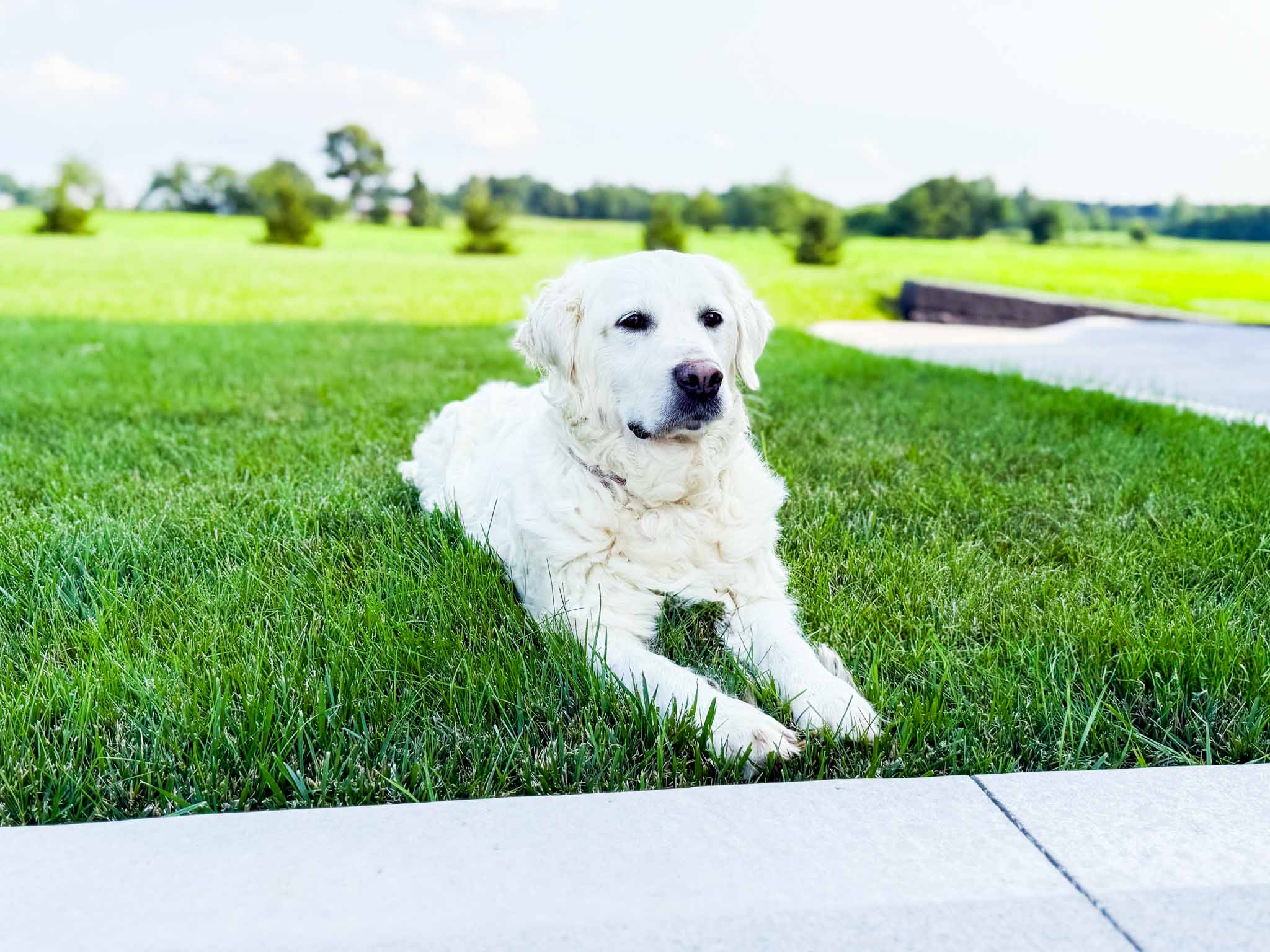 Chloe, English Cream Golden Retriever