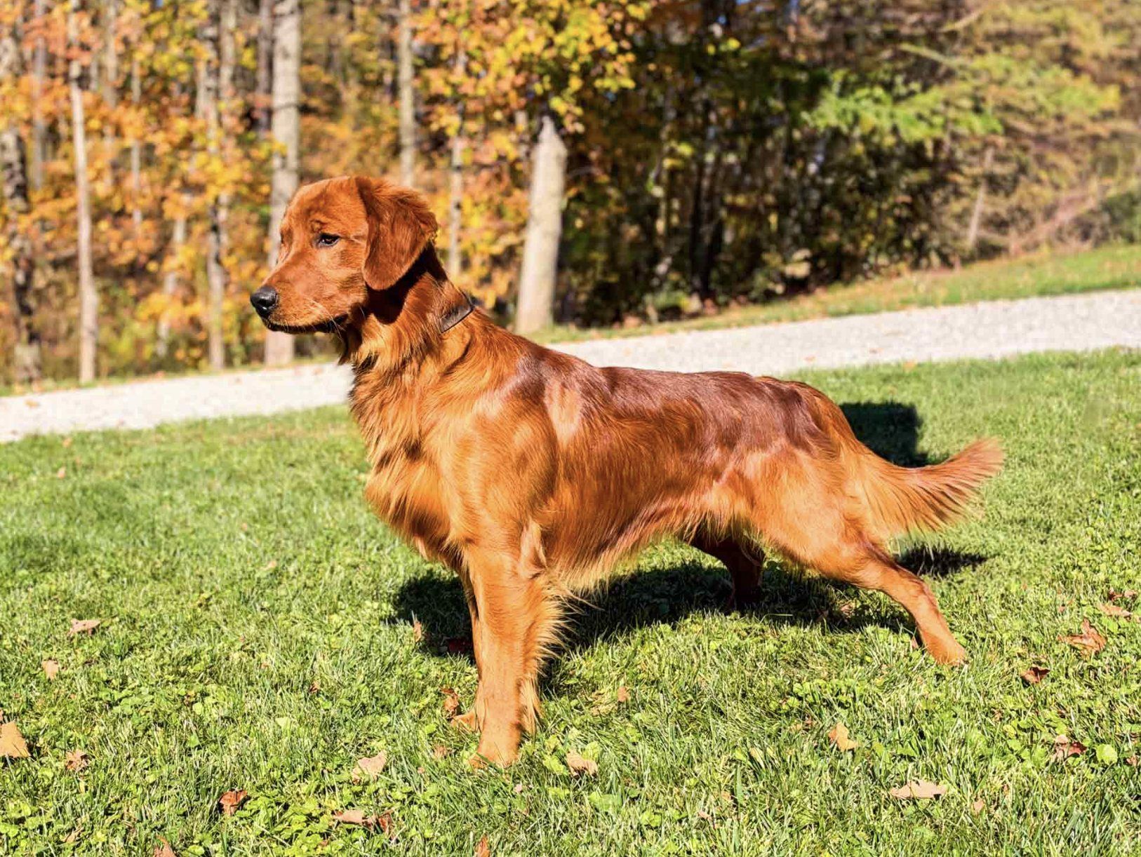 Diesel, a dark red American Golden Retriever, standing in side profile