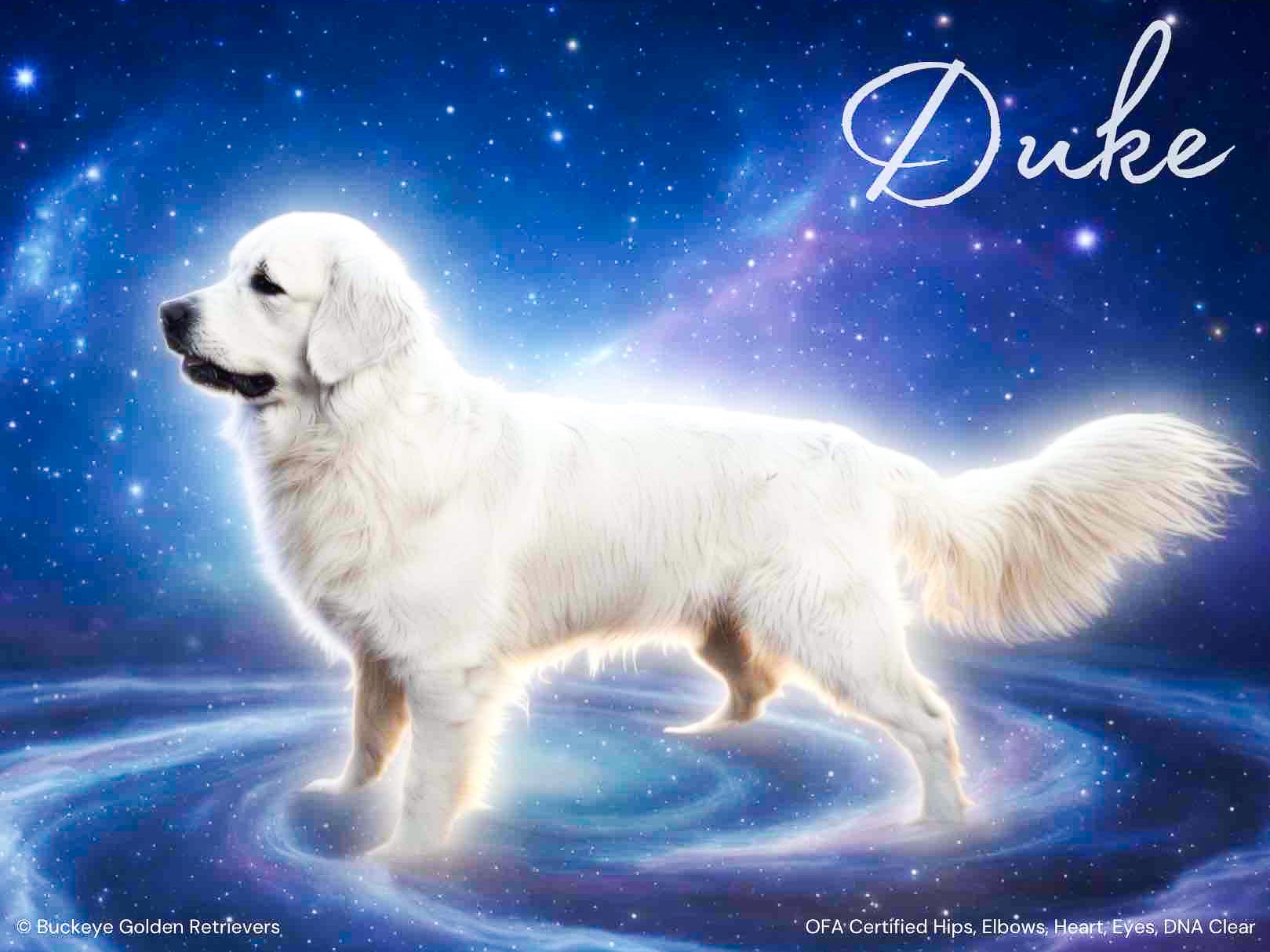 Duke, European Golden Retriever