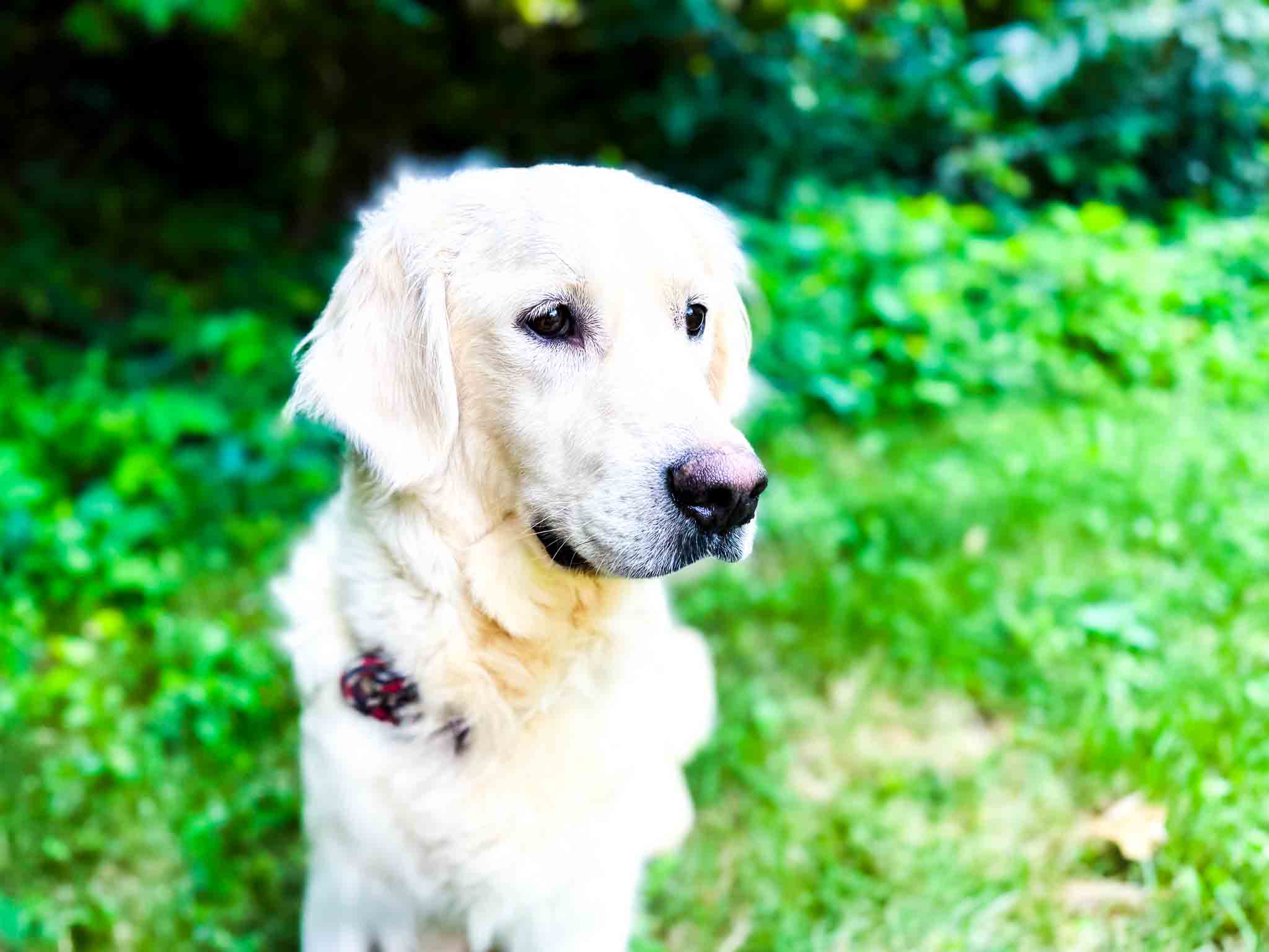 Ellie, English Cream Golden Retriever