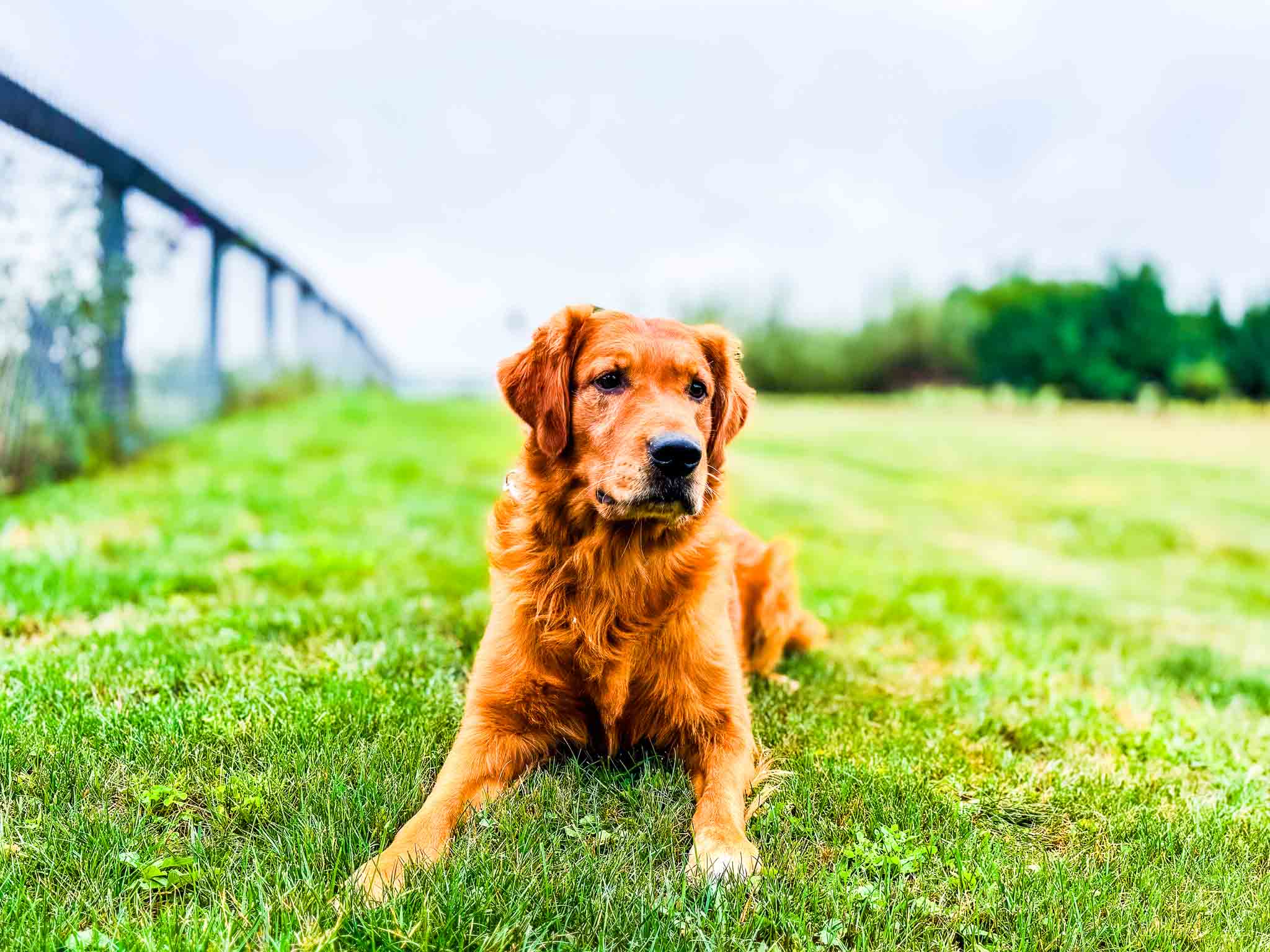 Jade, American Golden Retriever