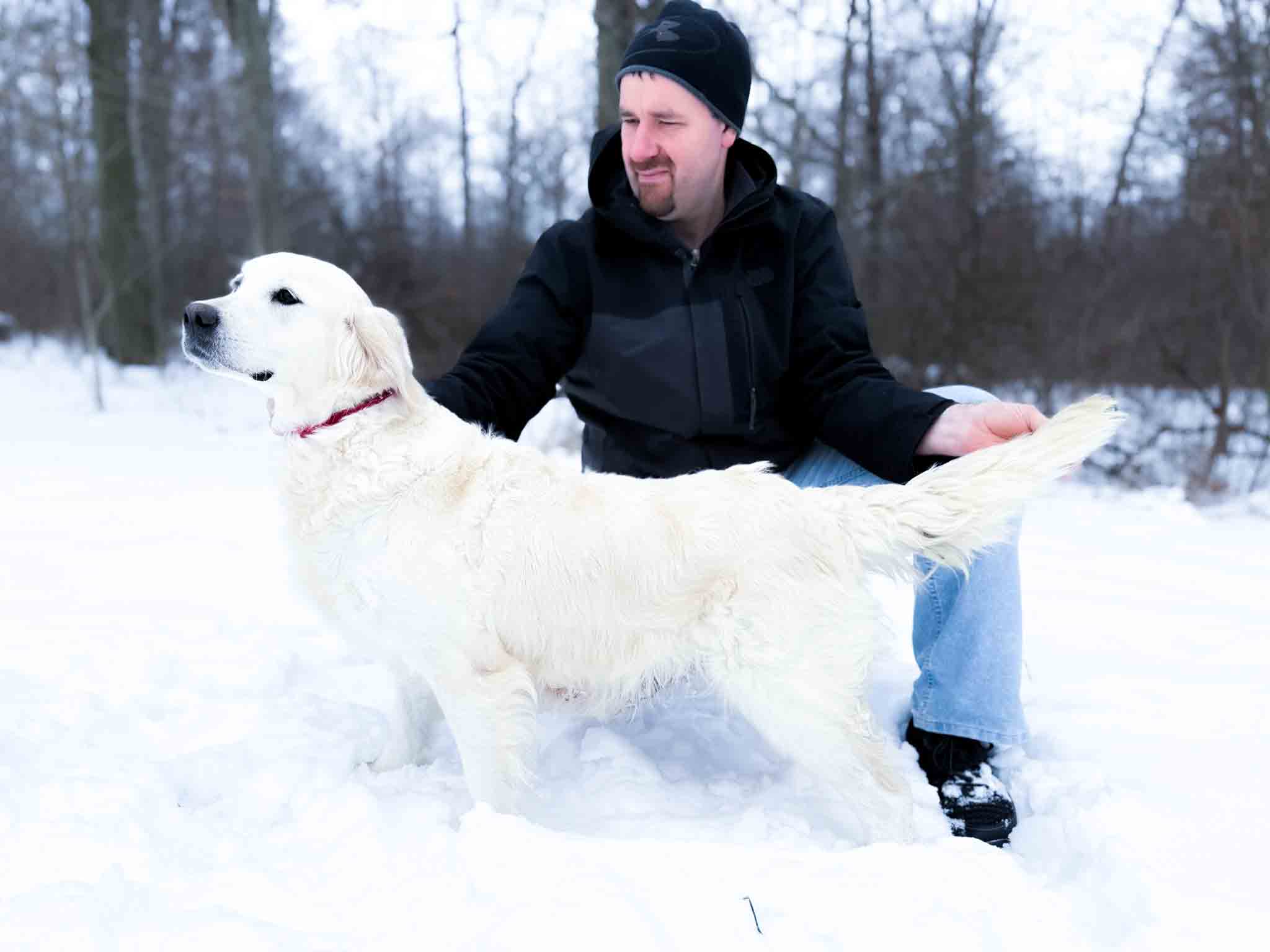 Jazzy, English Cream Golden Retriever