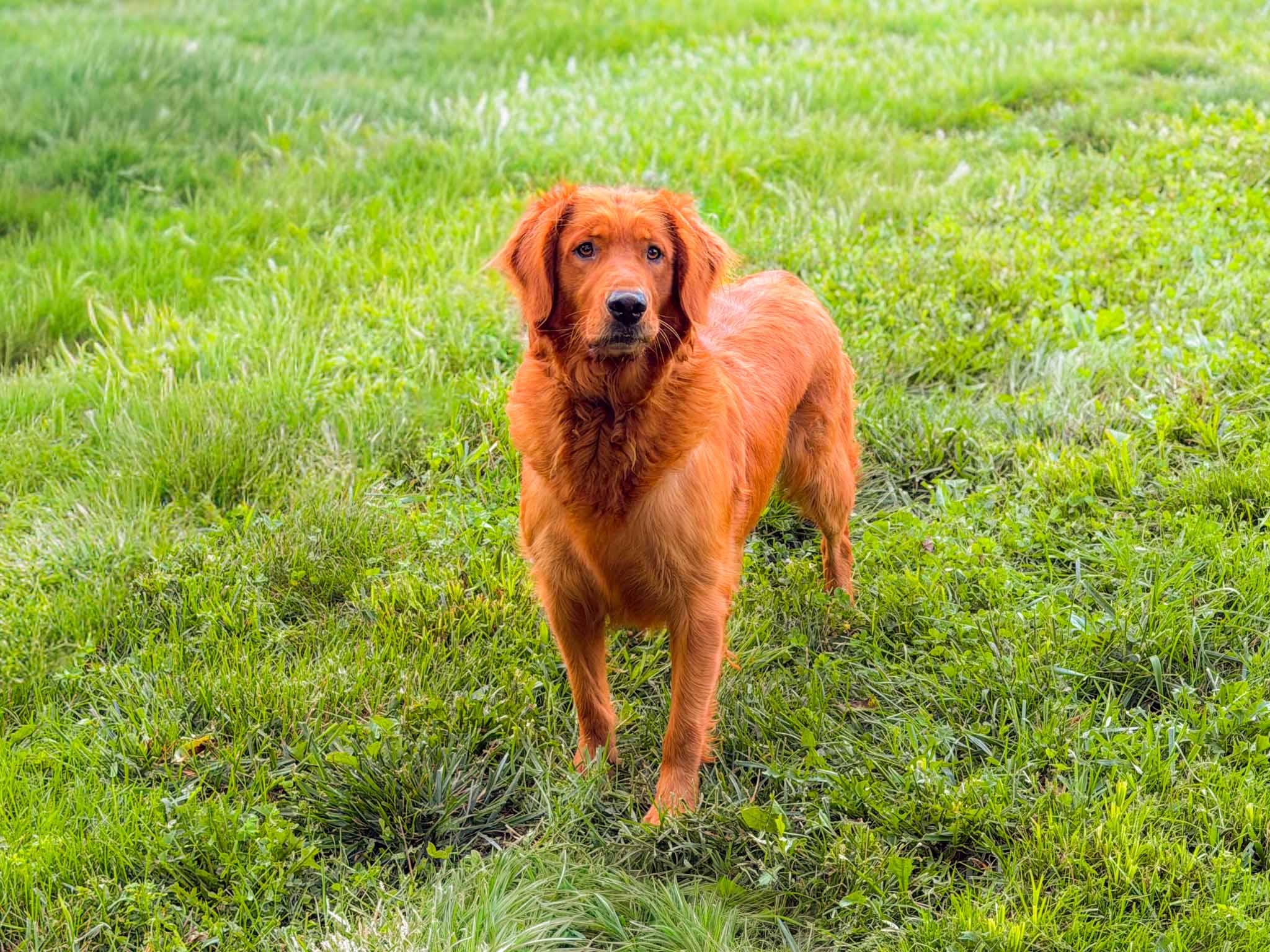 Kona, Dark Red Golden Retriever