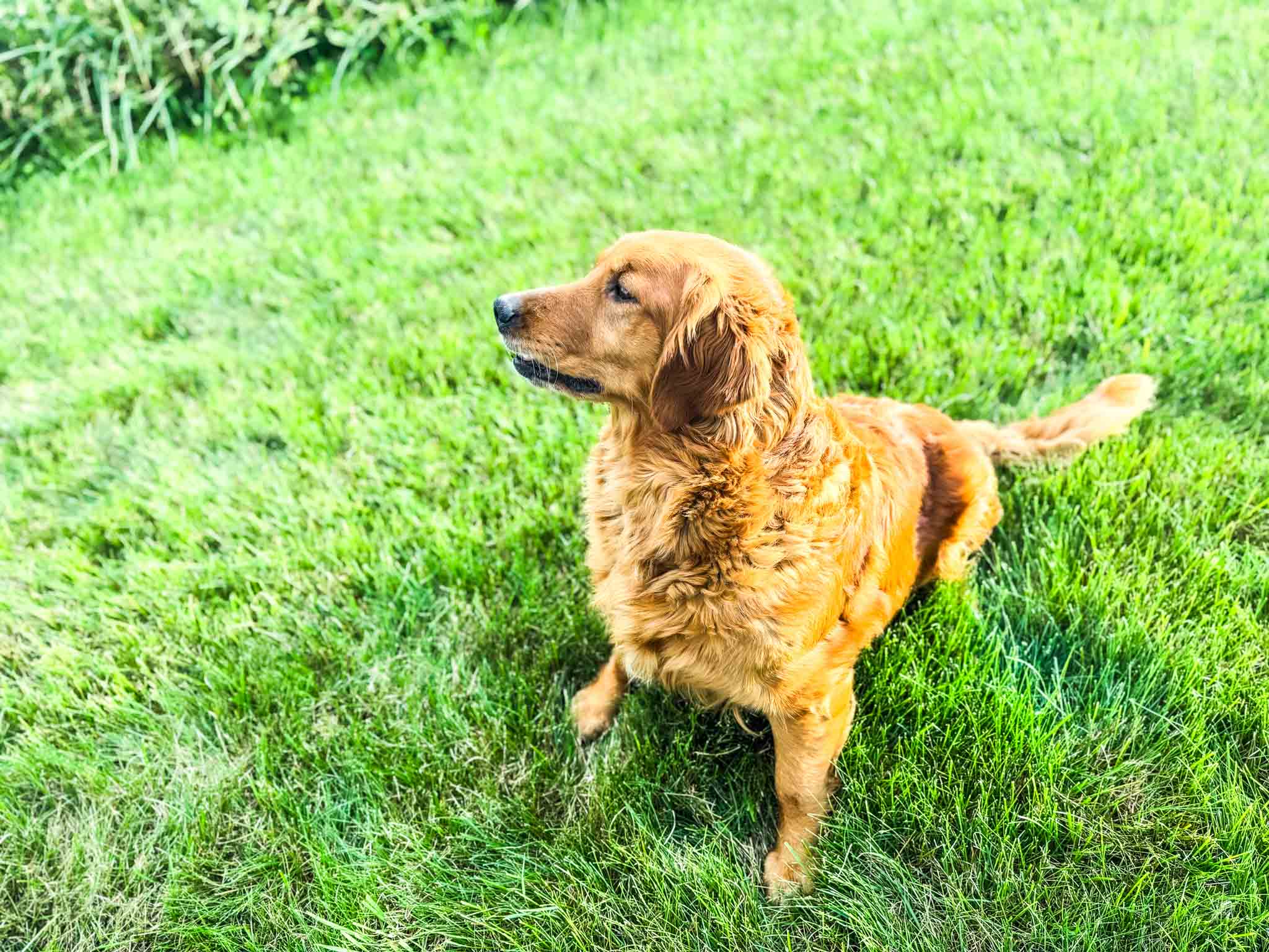 Kyrie, Dark Red American Golden Retriever