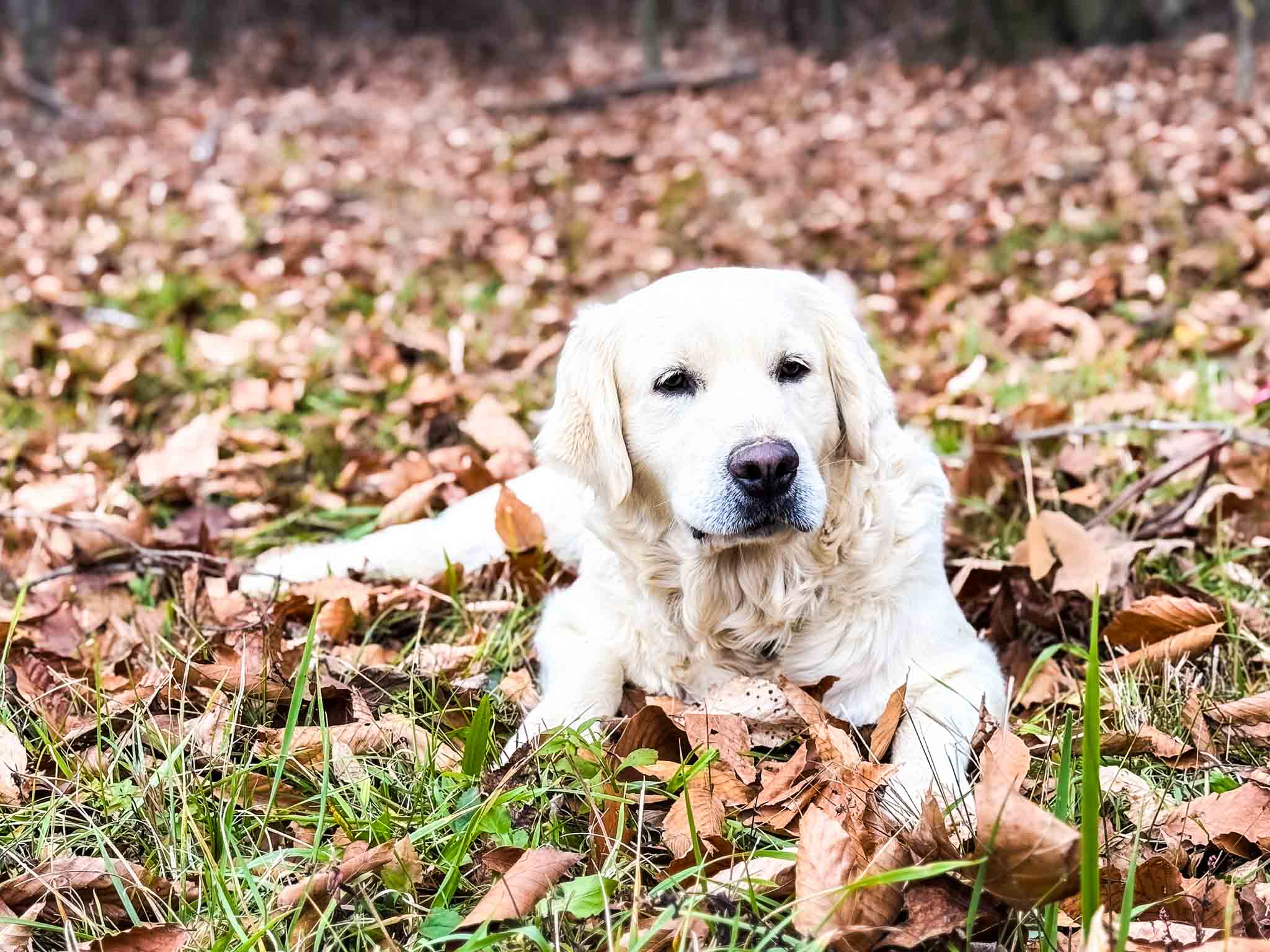 Lacy, English Cream Golden Retriever