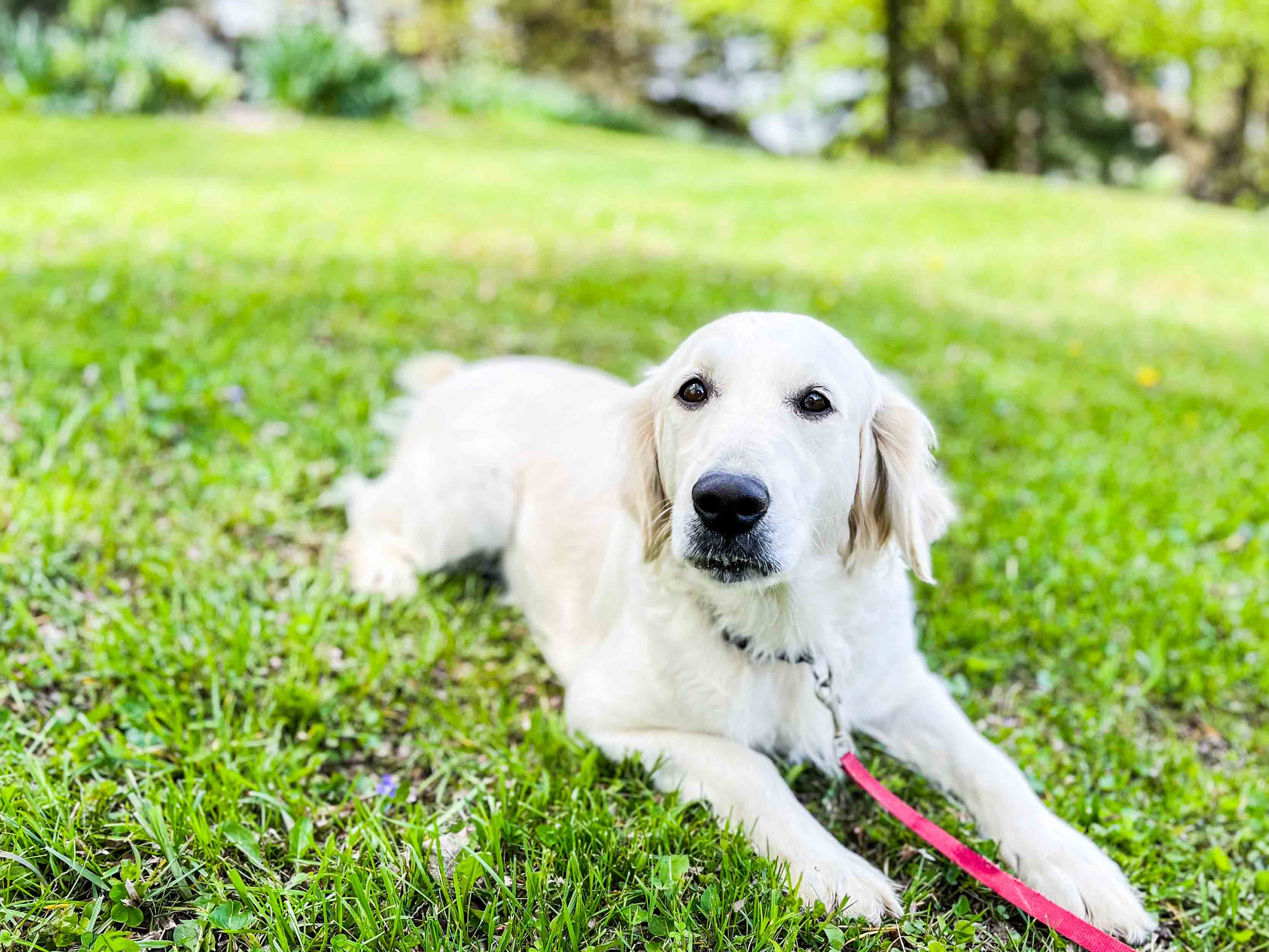 Lexi, English Cream Golden Retriever