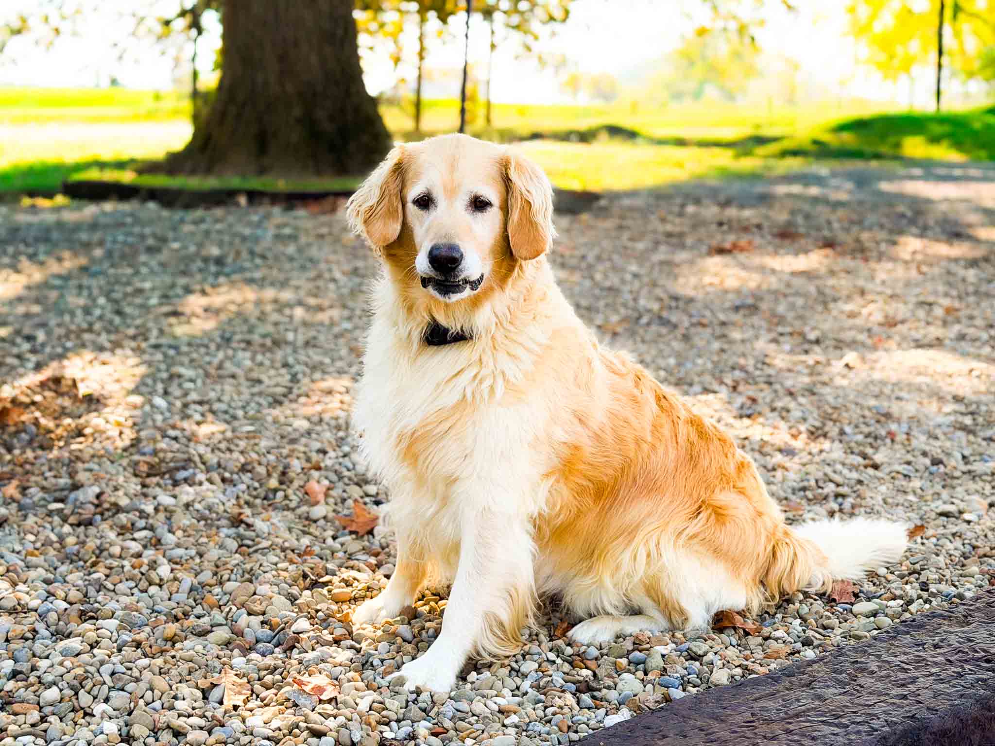 Lucy, American Golden Retriever