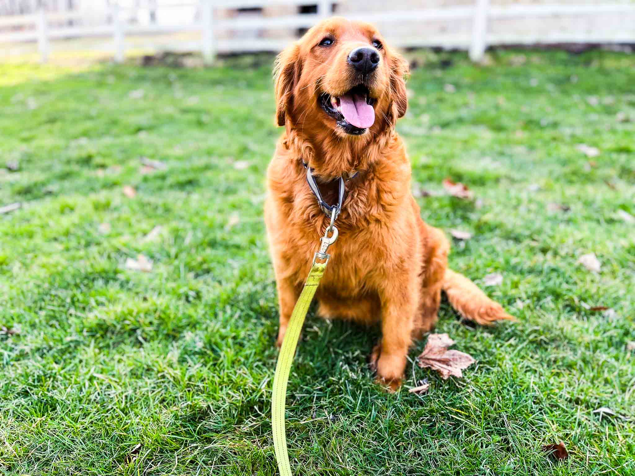 Maple, Dark Red Golden Retriever