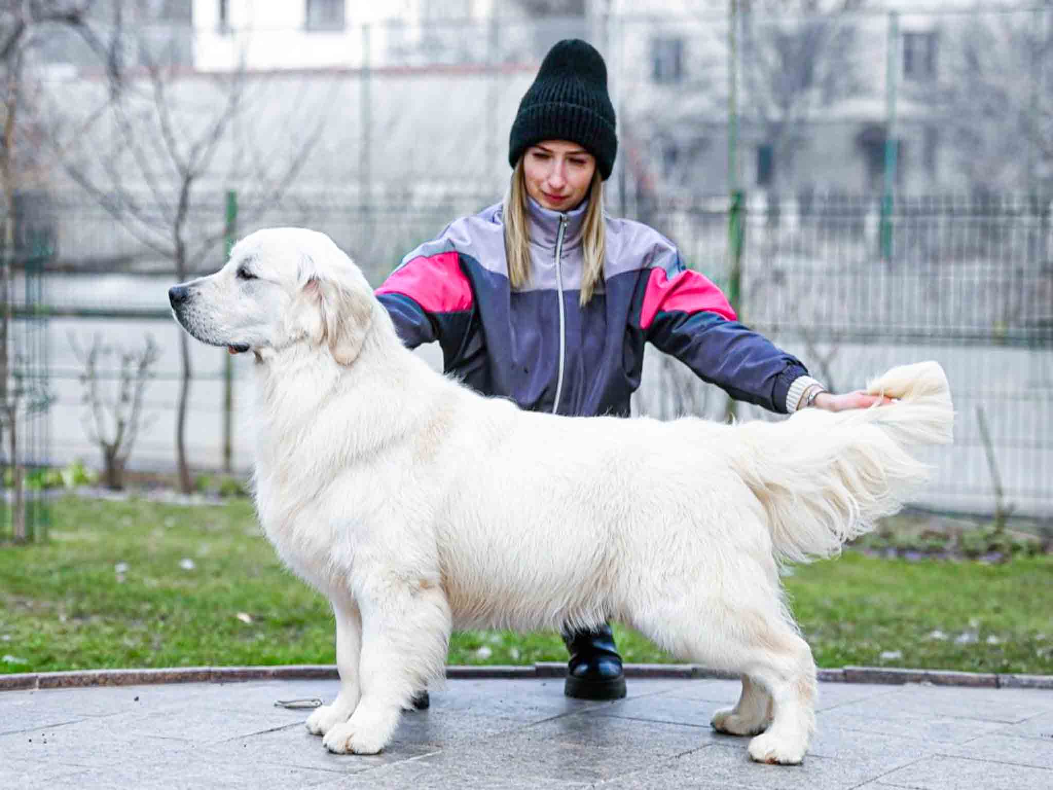 Max, European Golden Retriever