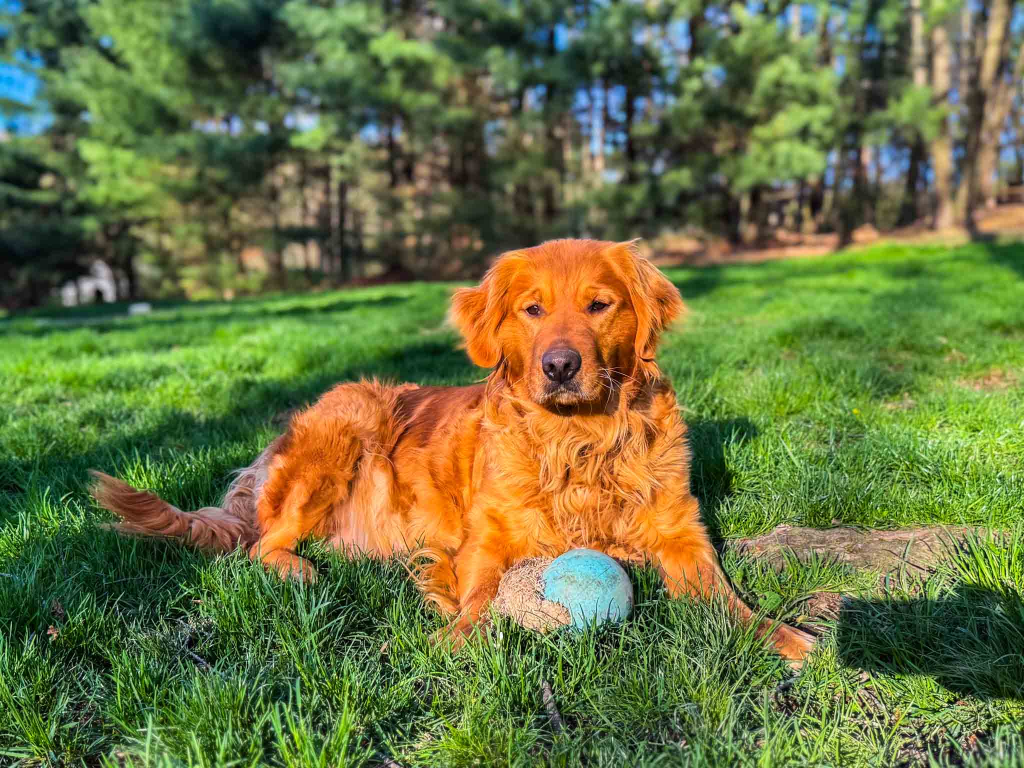 Miracle, Dark Red Golden Retriever