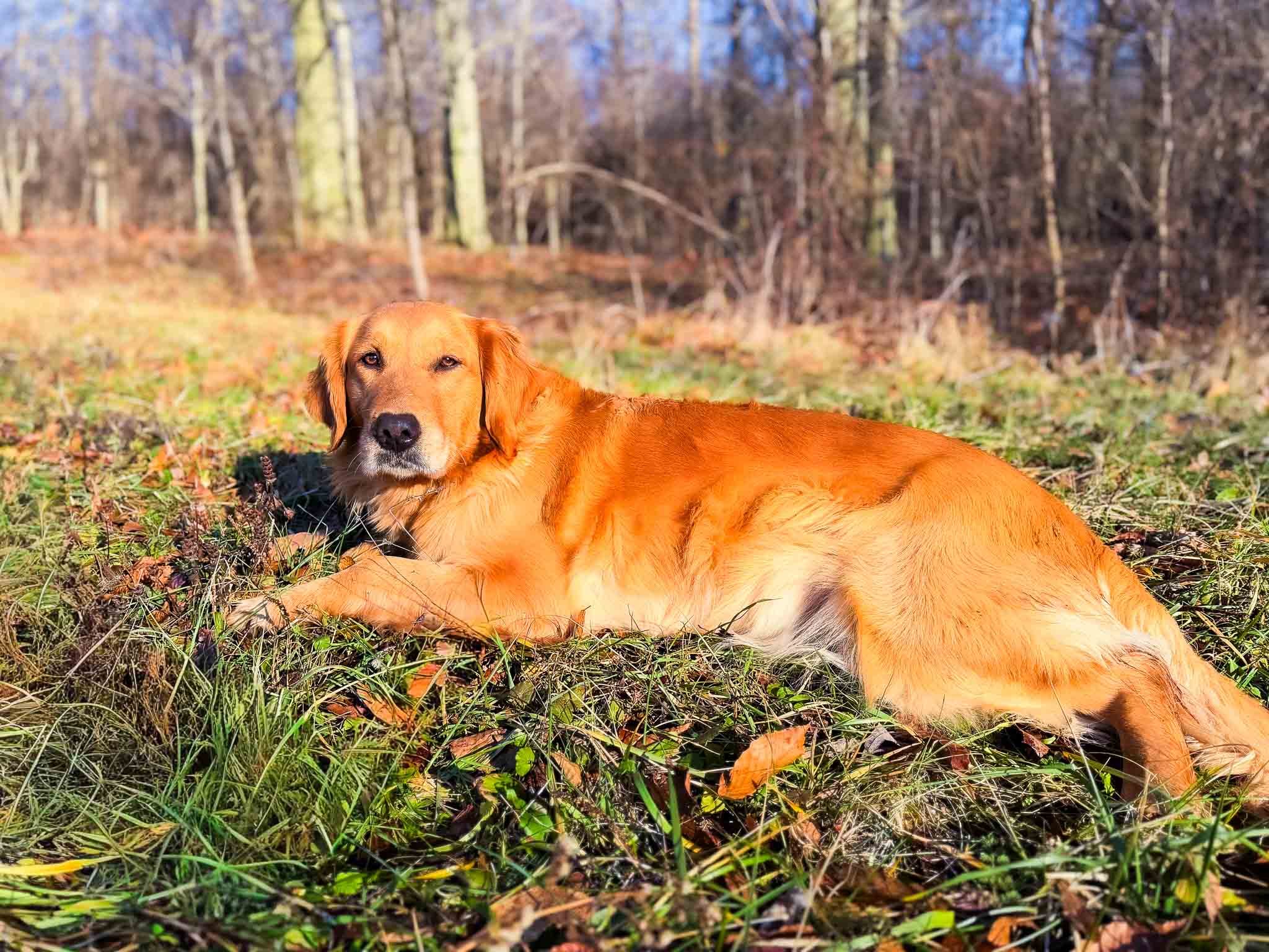 Missy, American Golden Retriever