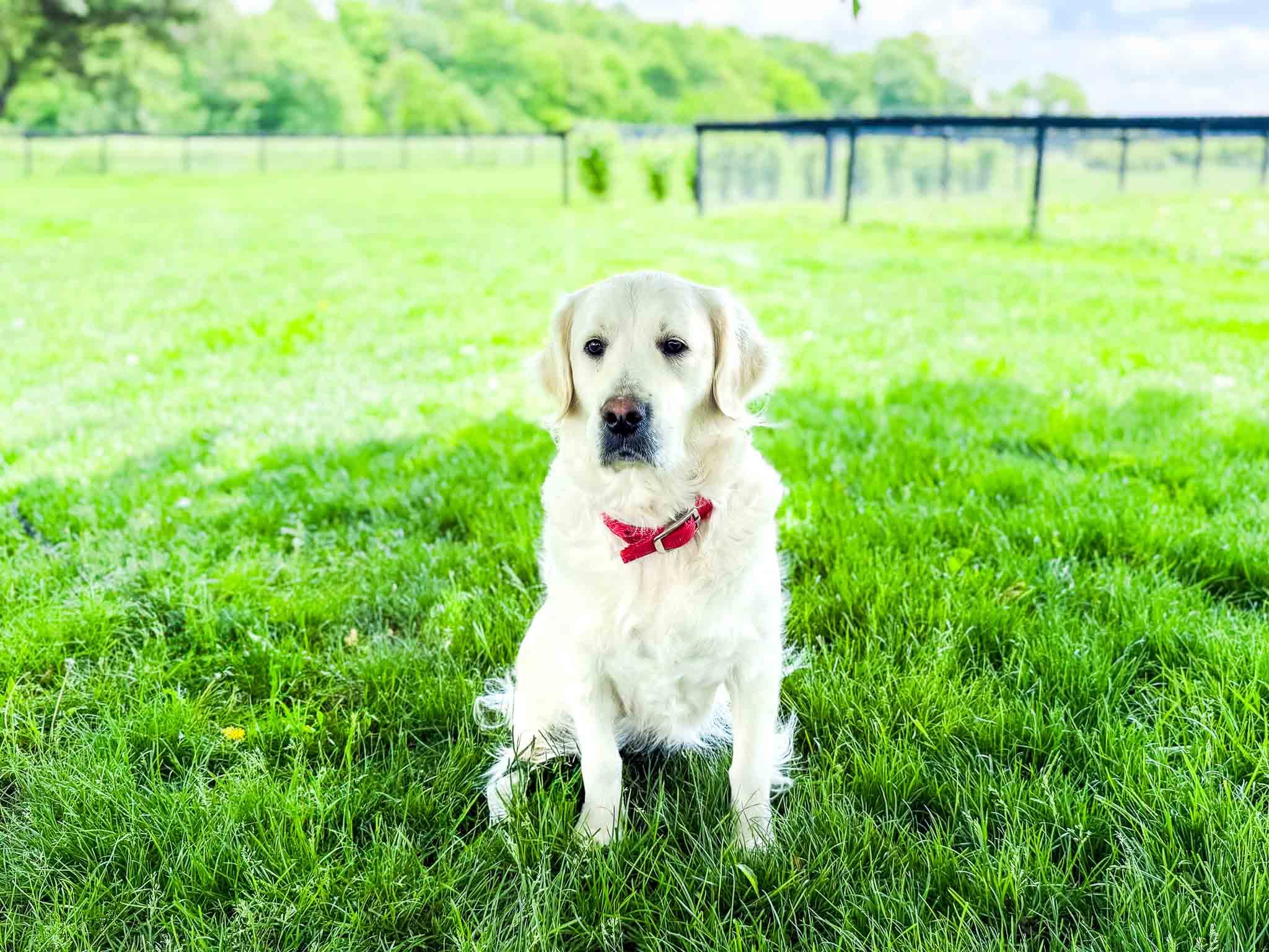 Nena, English Cream Golden Retriever